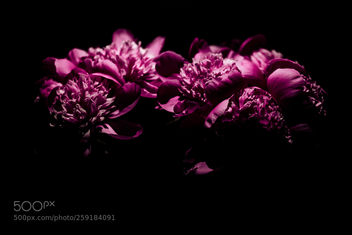 Fujifilm X-T1 sample photo. Pracht photography
