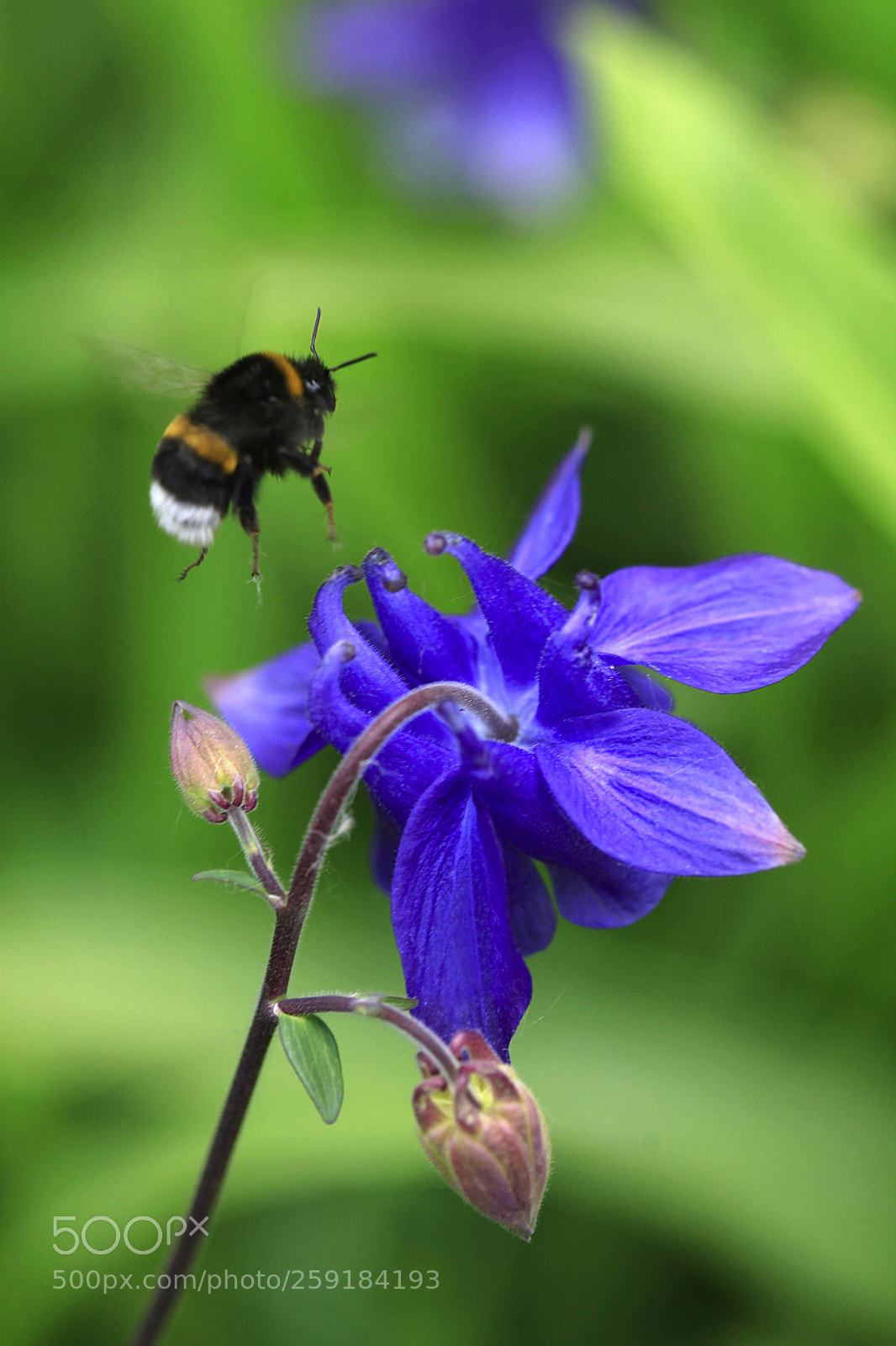 Canon EOS 5D Mark II sample photo. Bumble bee over flower photography