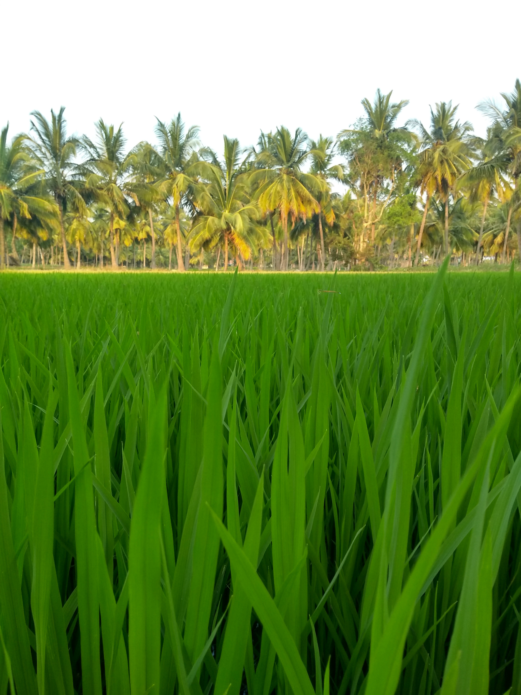 Motorola Moto G (5S) Plus sample photo