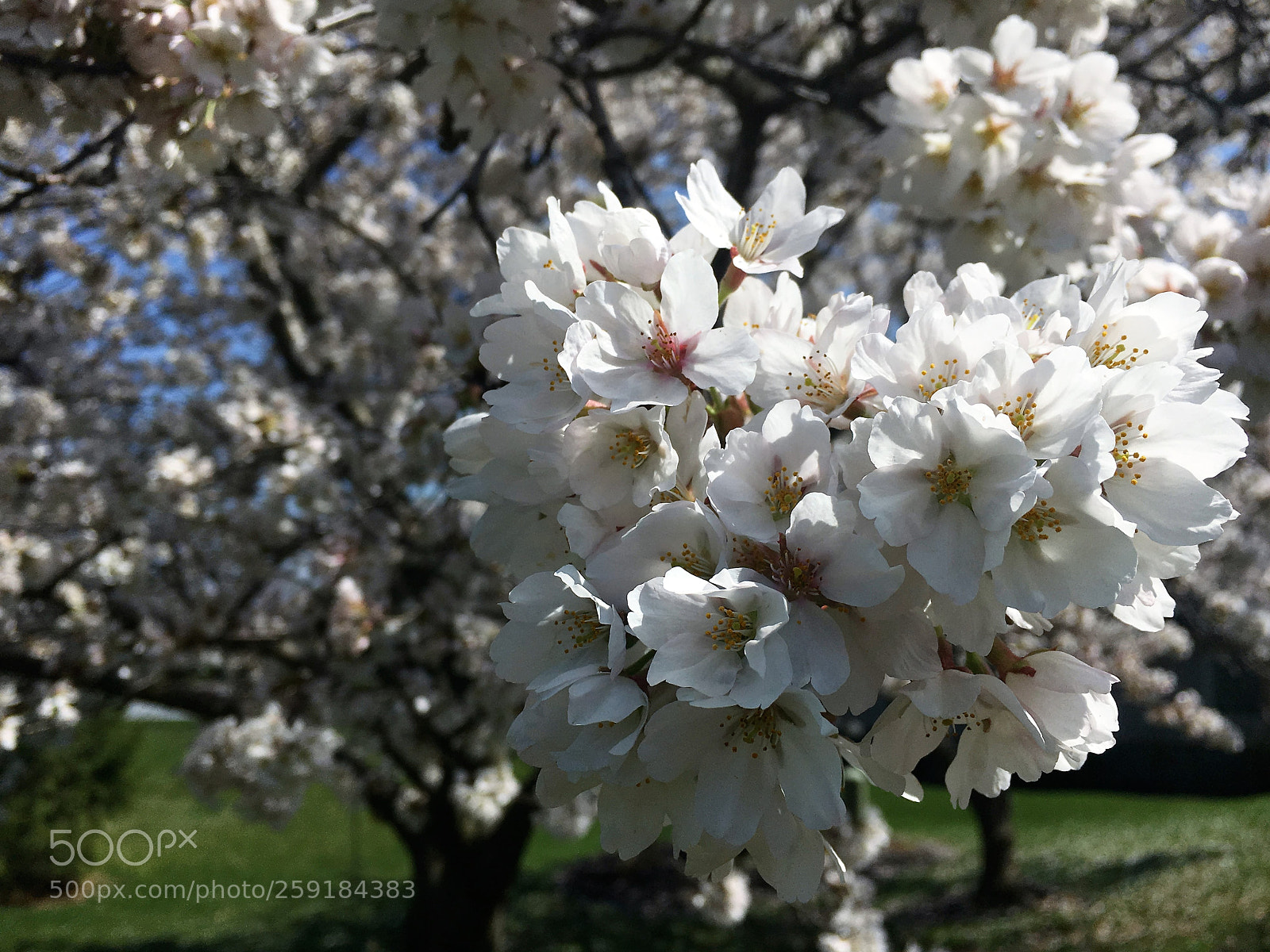 Apple iPhone 6s sample photo. White flower tree : spring. photography