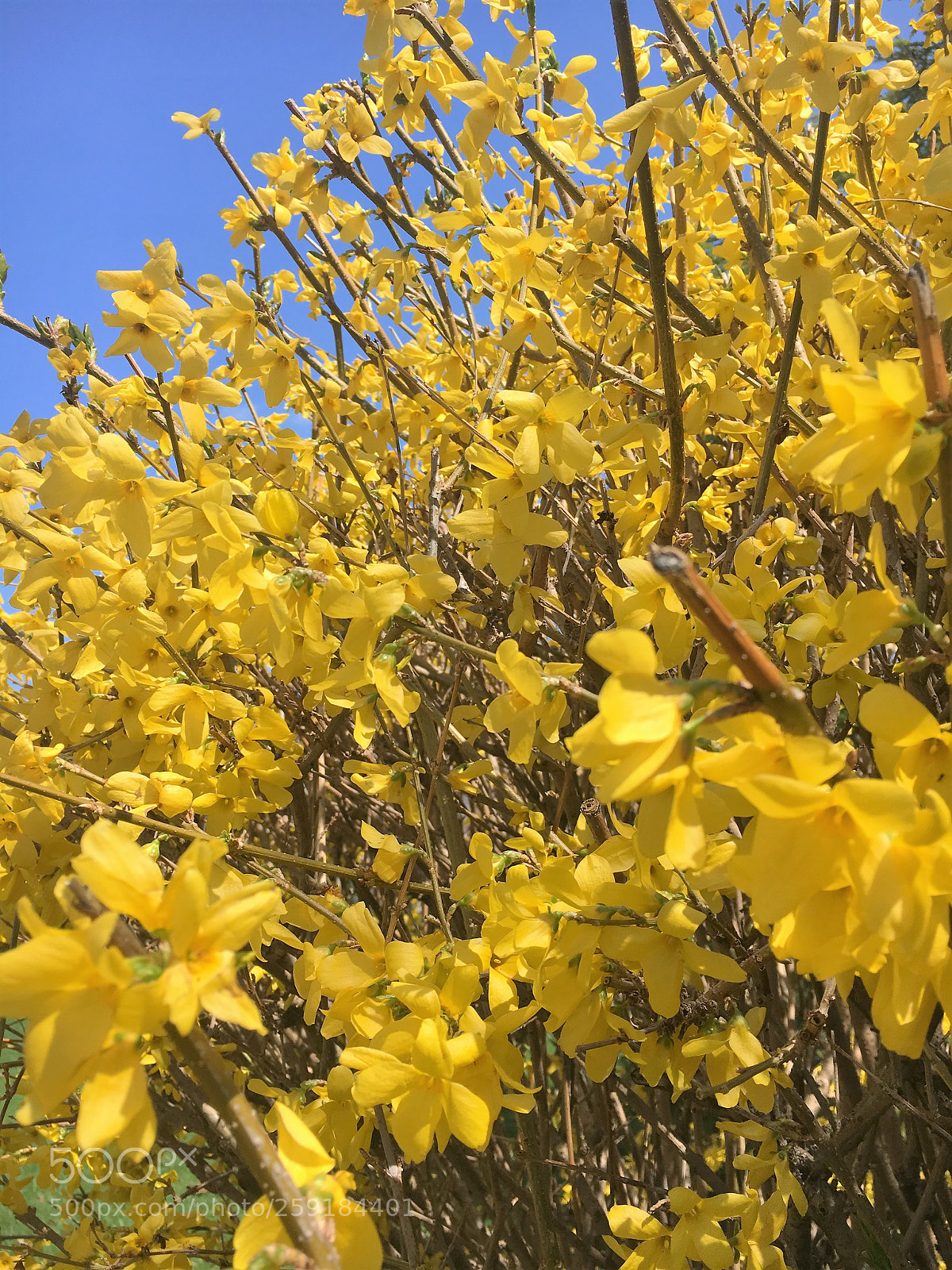 Apple iPhone 6s sample photo. Yellow flower bush : spring. photography