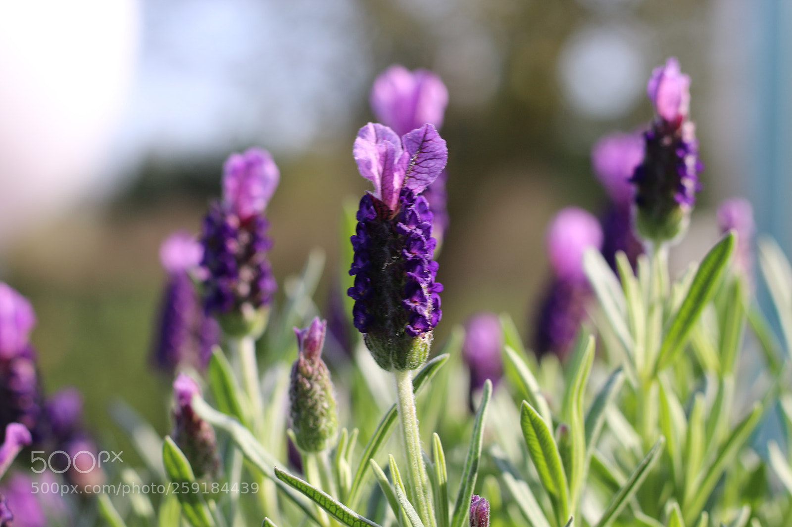 Canon EOS 70D + Canon EF 50mm F1.8 STM sample photo. Schopflavendel photography