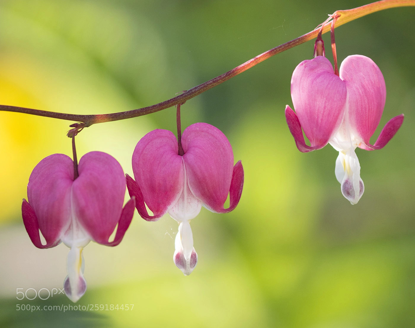 Canon EOS 7D Mark II sample photo. Dicentra photography