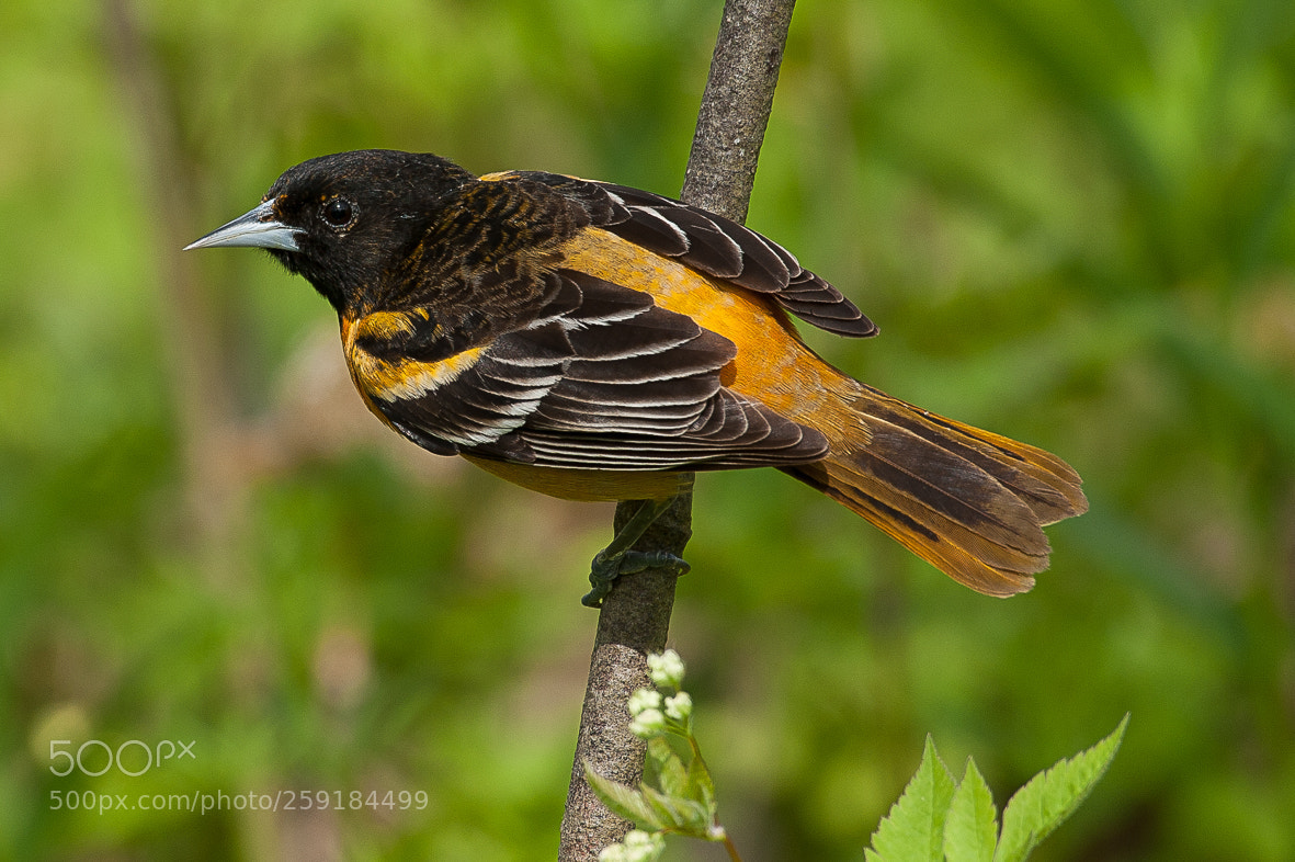 Nikon D700 sample photo. Baltimore oriole photography
