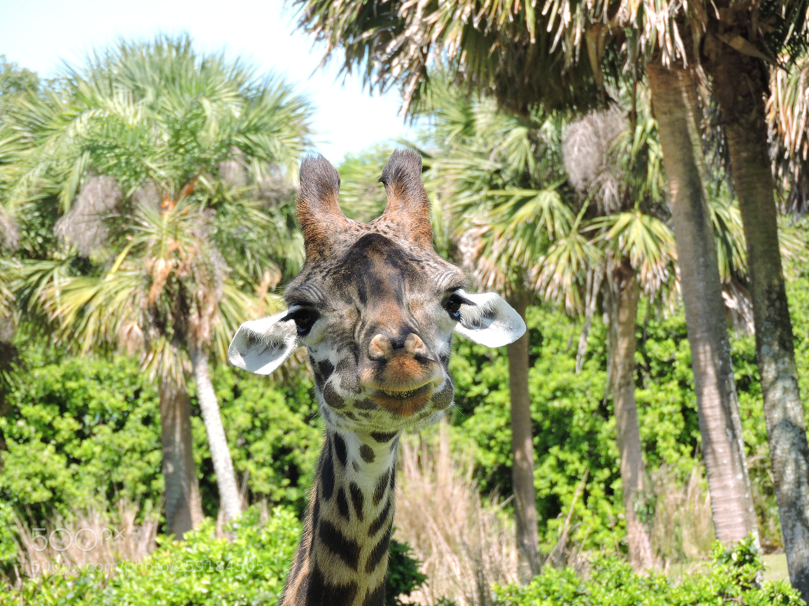 Nikon Coolpix P600 sample photo. Giraffe of which i photography
