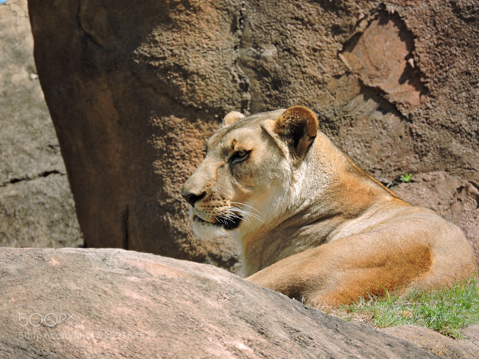 Nikon Coolpix P600 sample photo. Female lion from florida photography