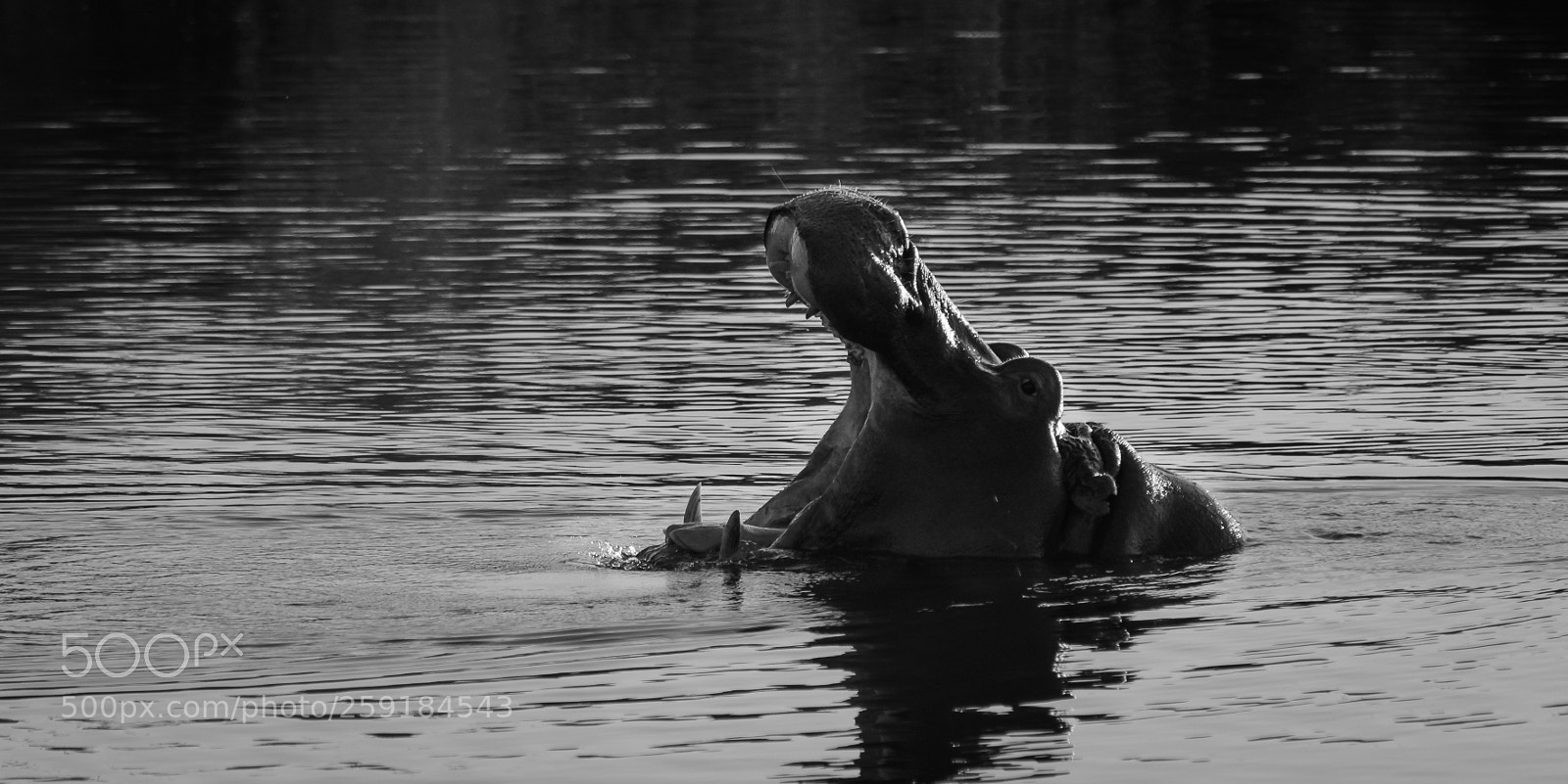 Nikon D7100 sample photo. Hippo photography