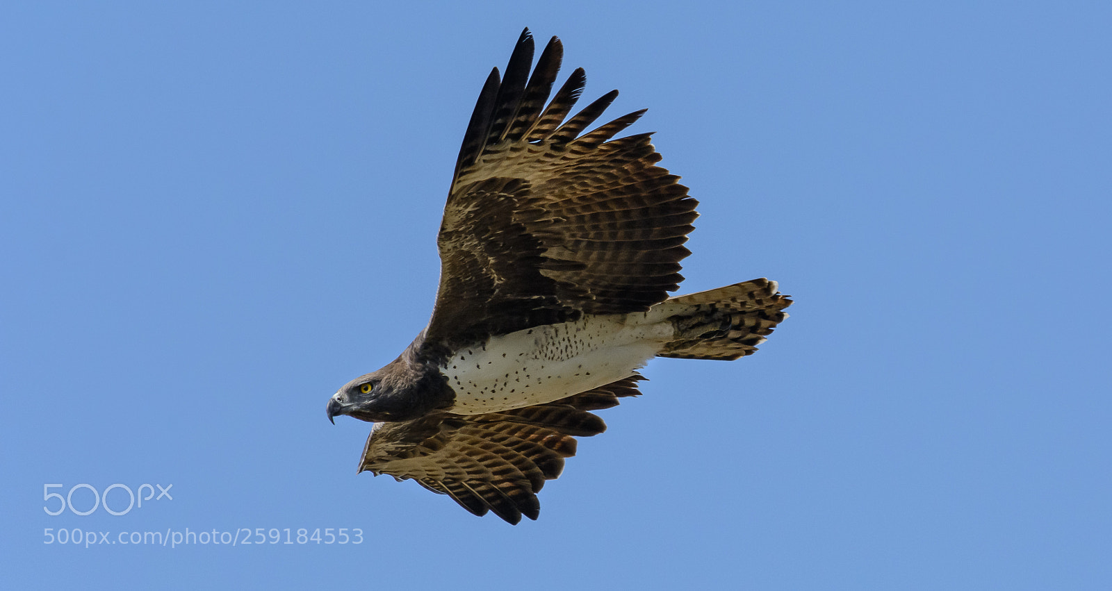 Nikon D7100 sample photo. Martial eagle photography