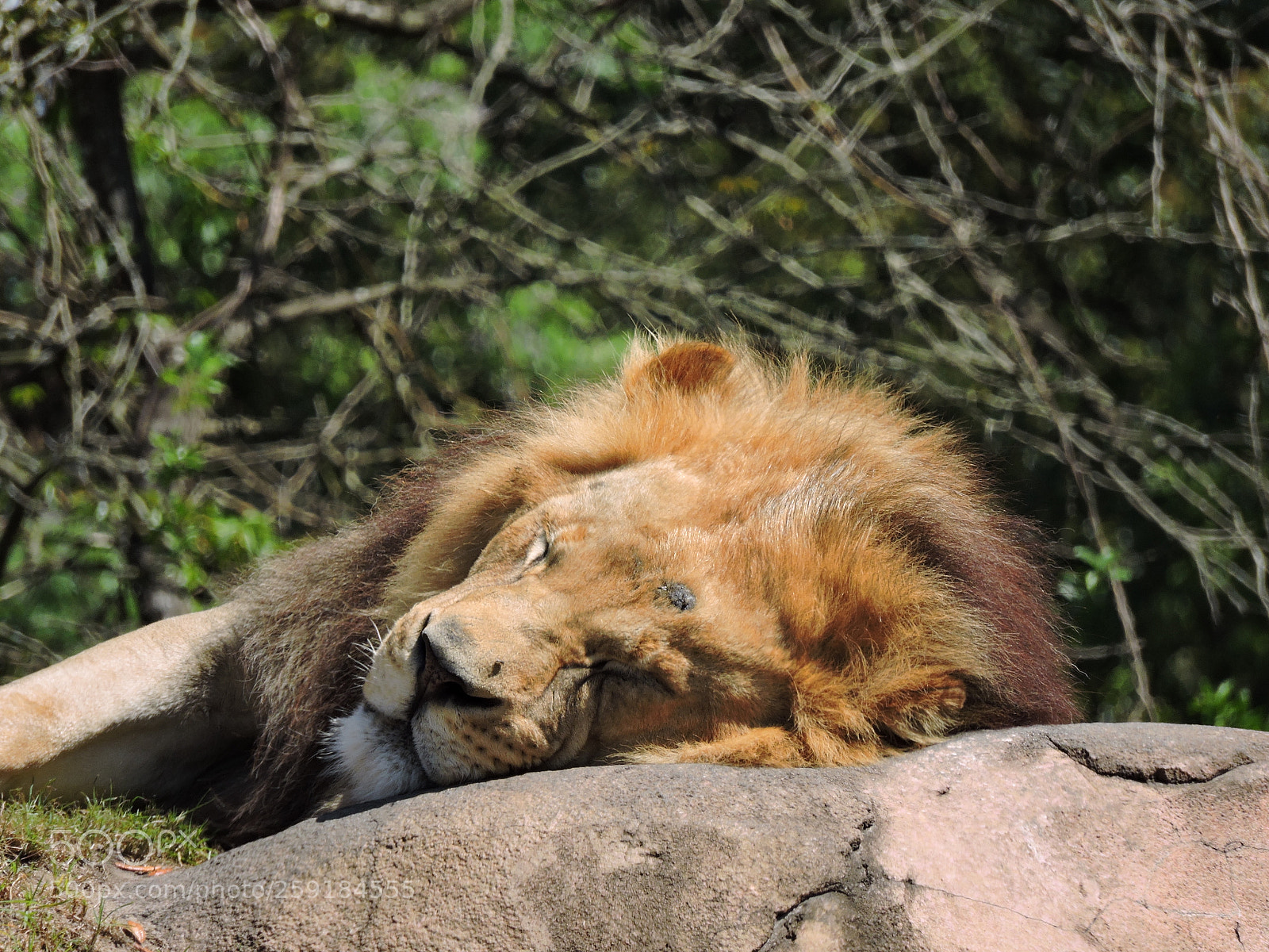 Nikon Coolpix P600 sample photo. Sleeping male lion from photography
