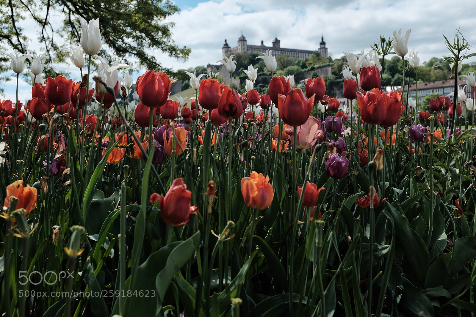 Fujifilm X100F sample photo. Flowers#romantic#castle#germany photography