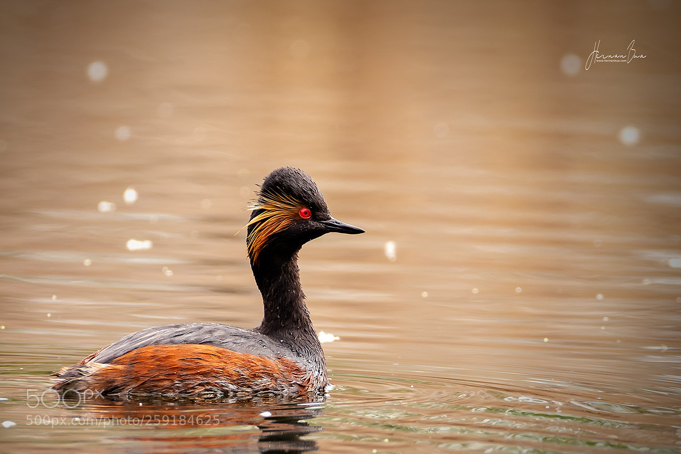 Nikon D500 sample photo. Black-necked grebe photography