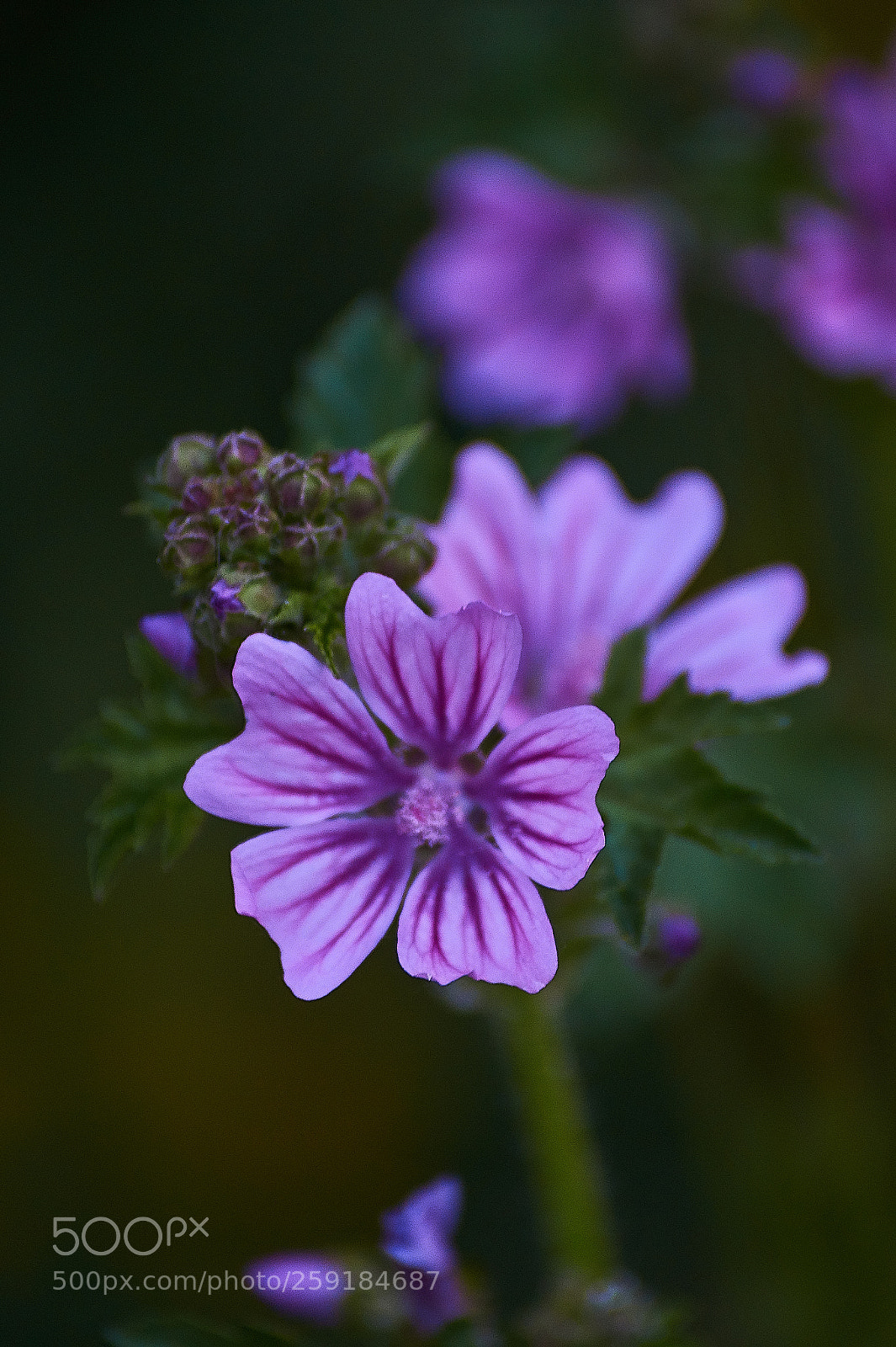 Sony SLT-A58 sample photo. Malva photography