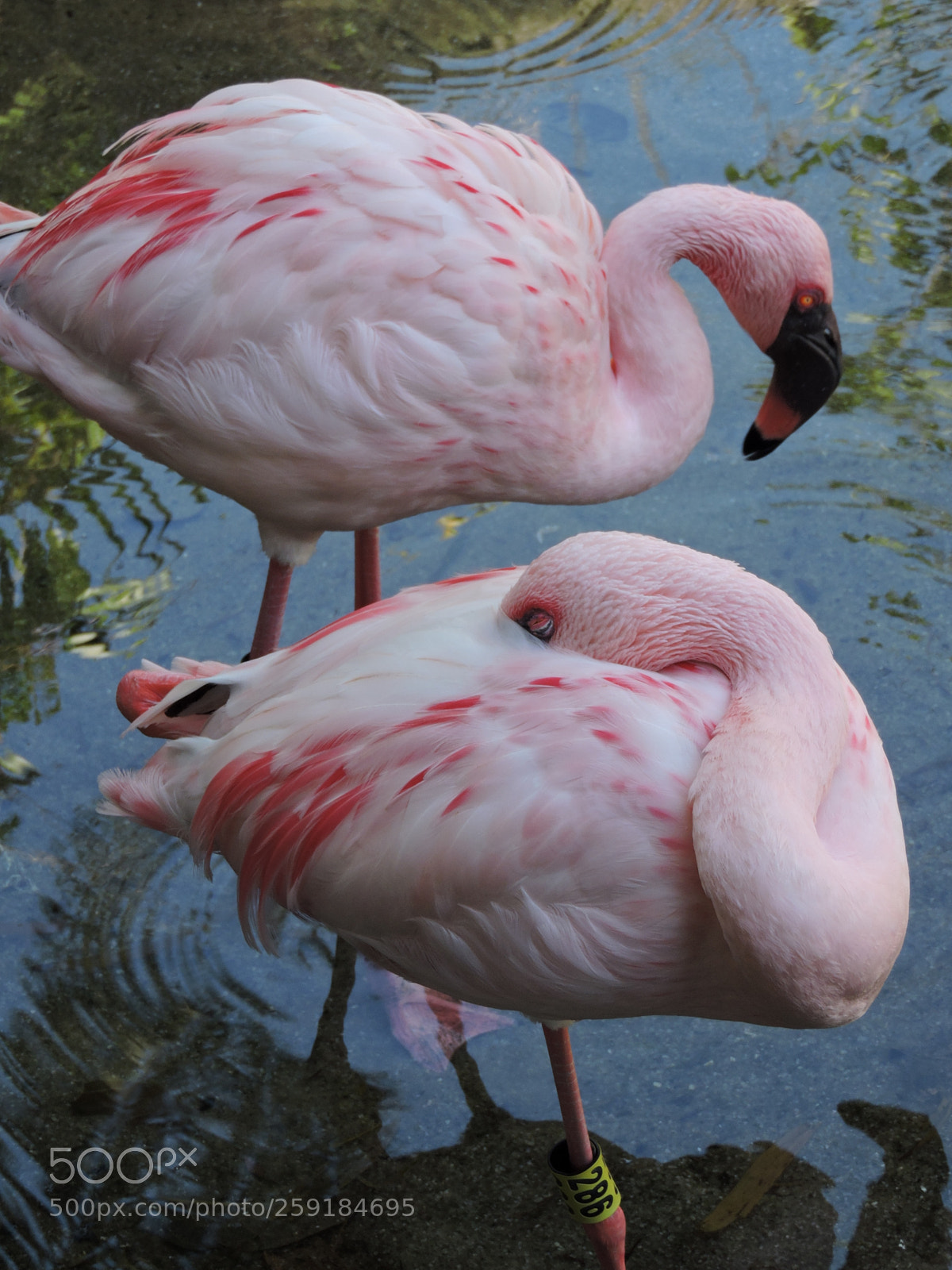 Nikon Coolpix P600 sample photo. Flamingos from florida safari. photography