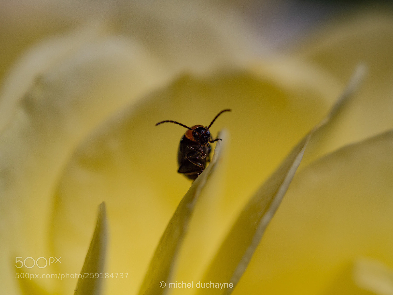 Olympus OM-D E-M10 II sample photo. Bug on yellow rose photography