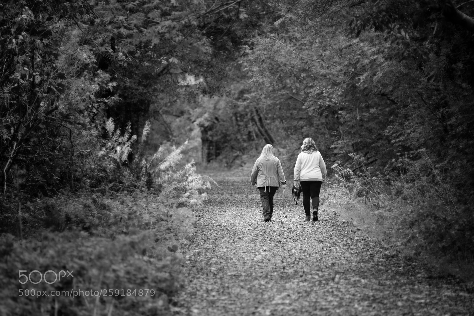 Nikon D600 sample photo. Devon pathway photography