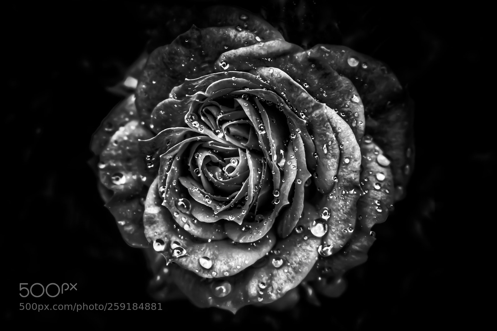 Nikon D3400 sample photo. Spring rain photography
