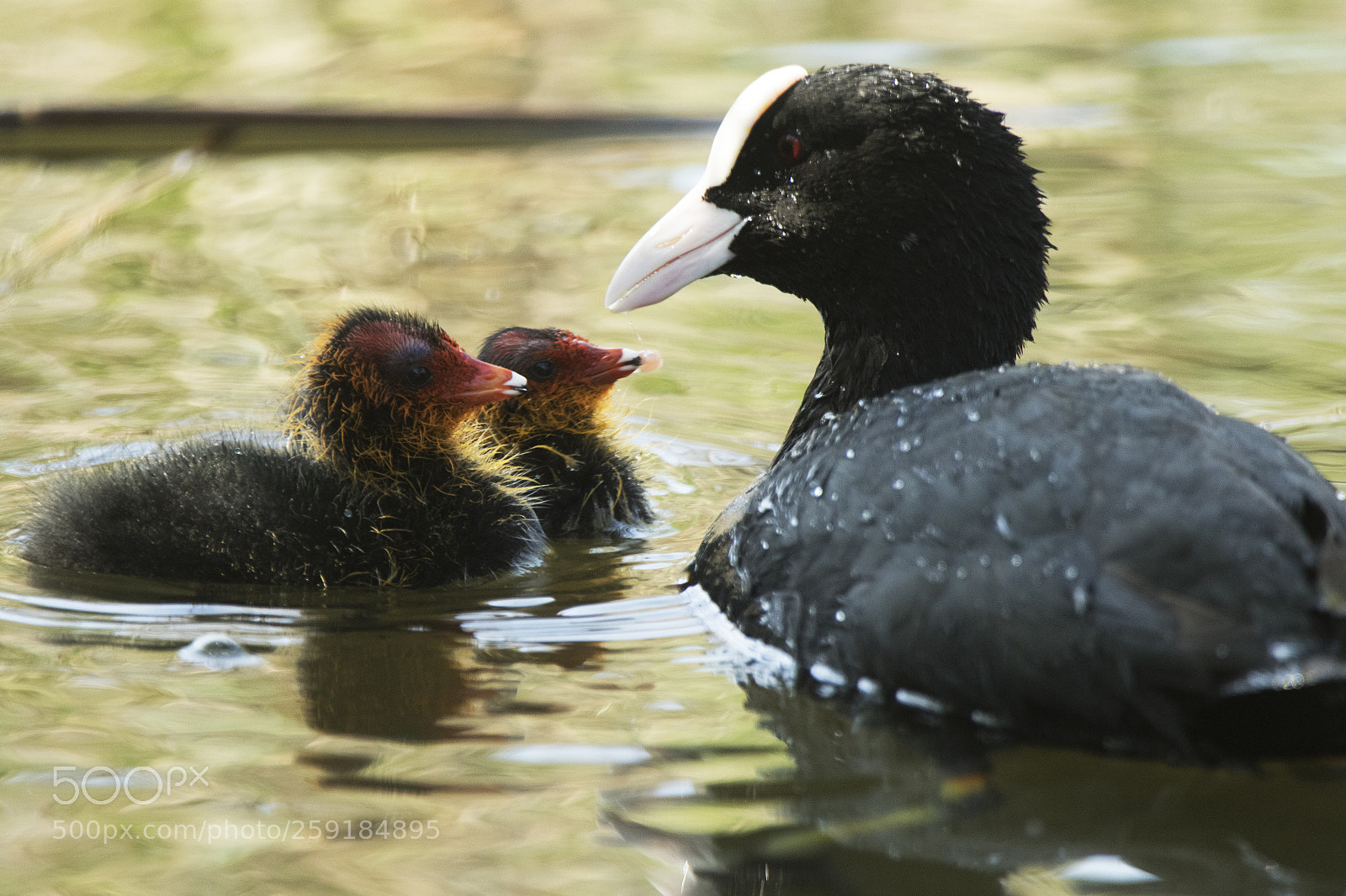 Canon EOS 7D Mark II sample photo. Blässhuhn mit babys photography