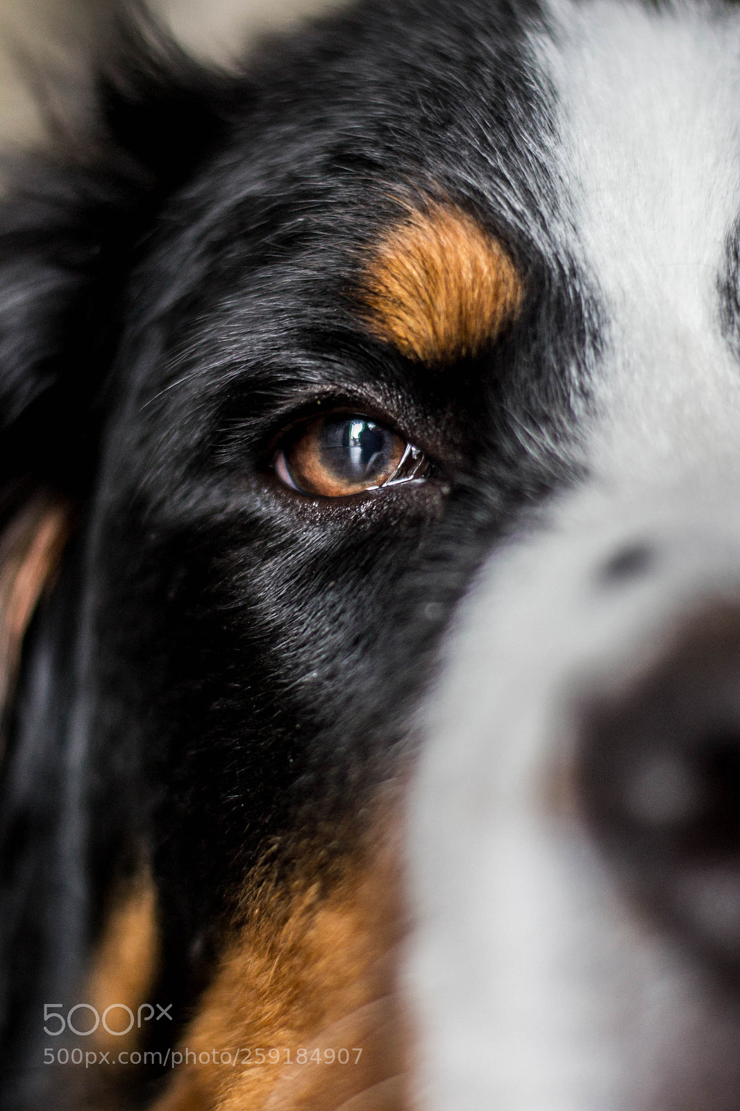 Nikon D3100 sample photo. Puppy berner photography