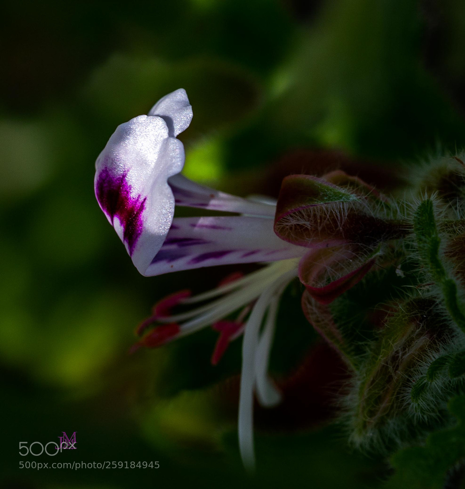 Canon EOS 6D sample photo. Lumière florale! photography