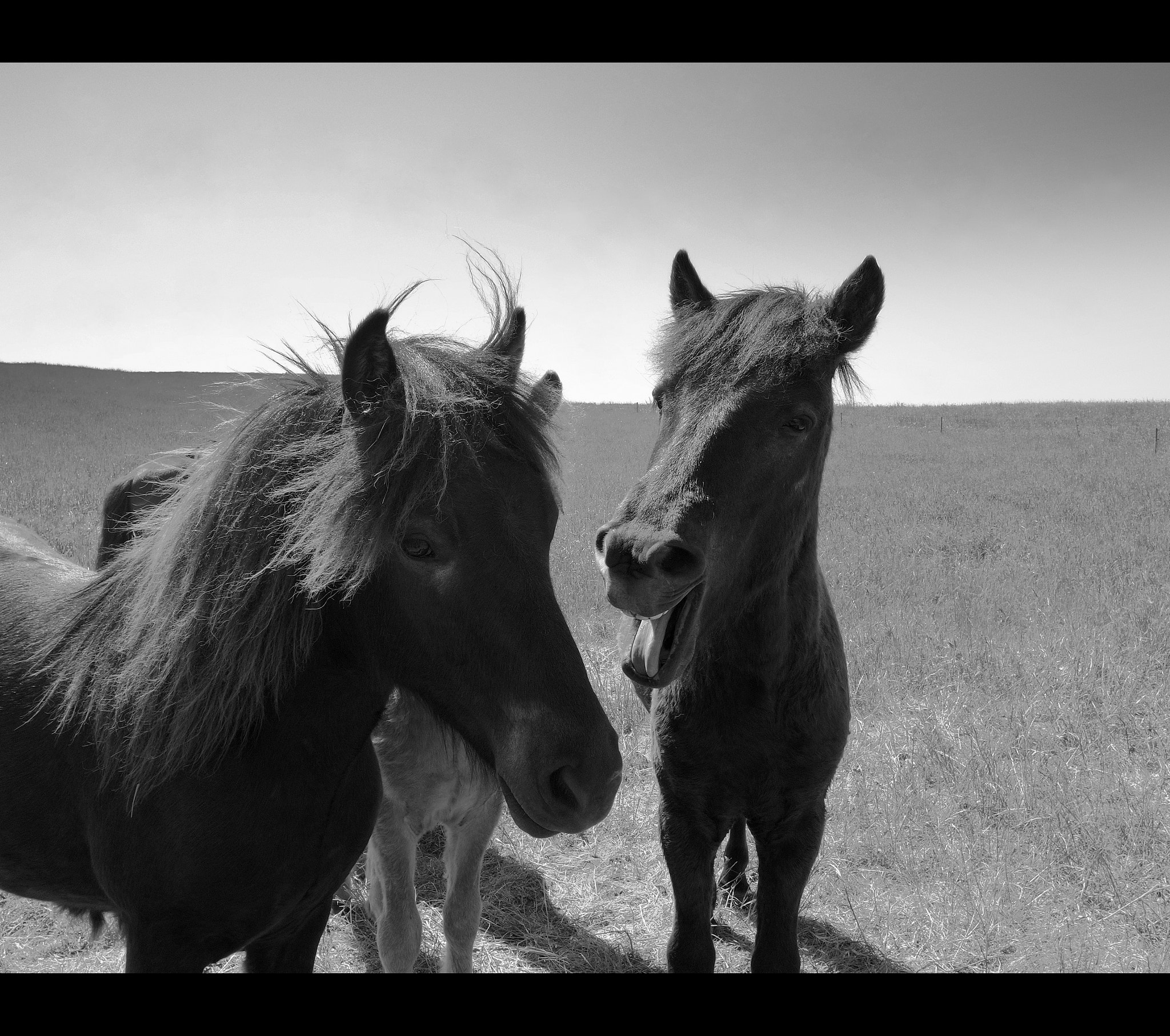 Samsung NX mini sample photo. Ready for the lick! b/w photography