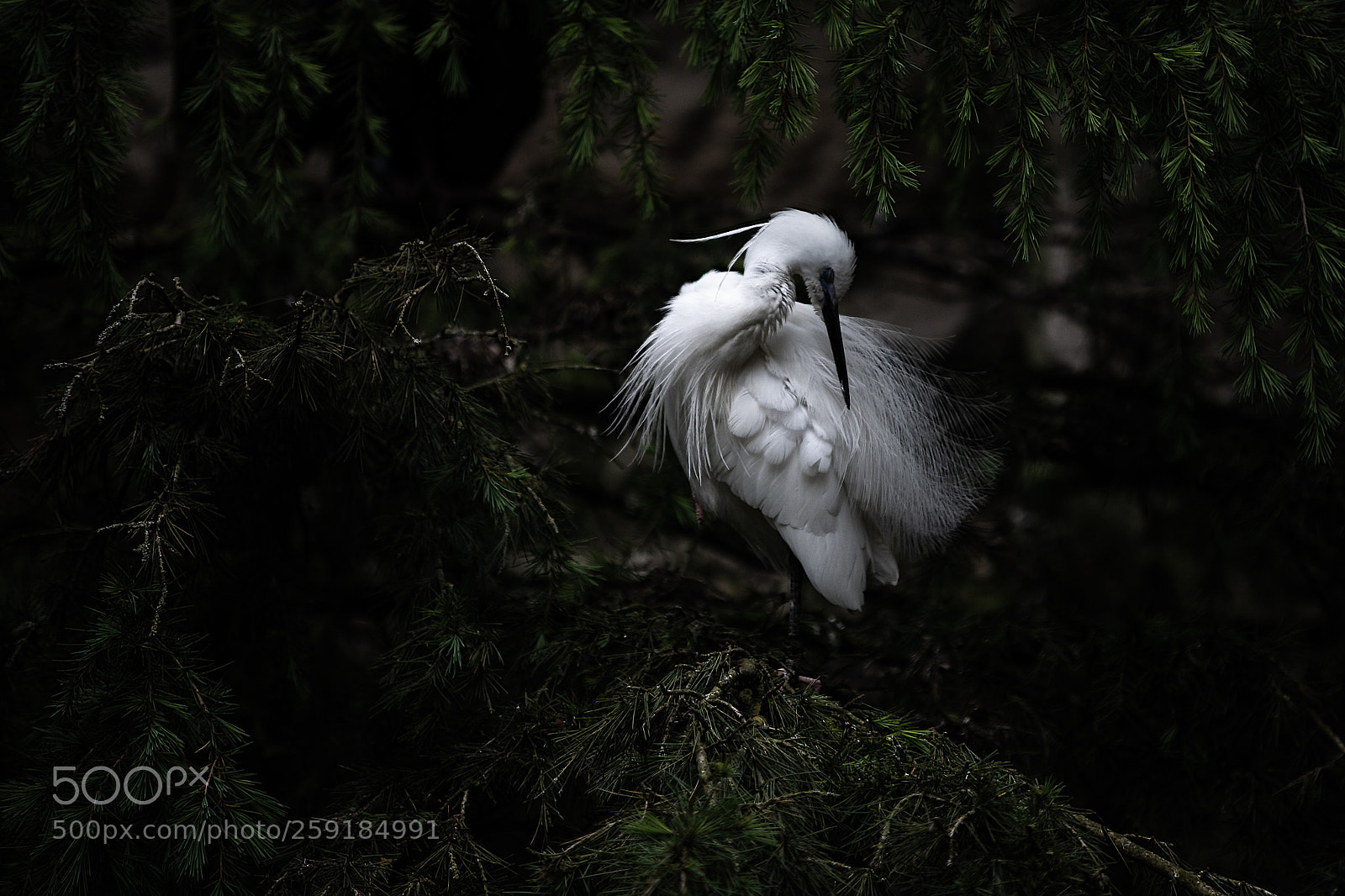 Nikon D750 sample photo. The egret photography