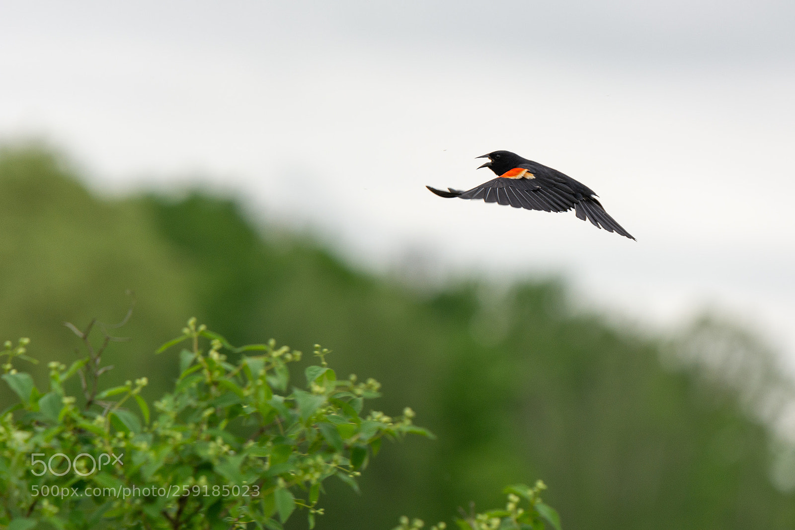 Nikon D7100 sample photo. Red winged flyer photography