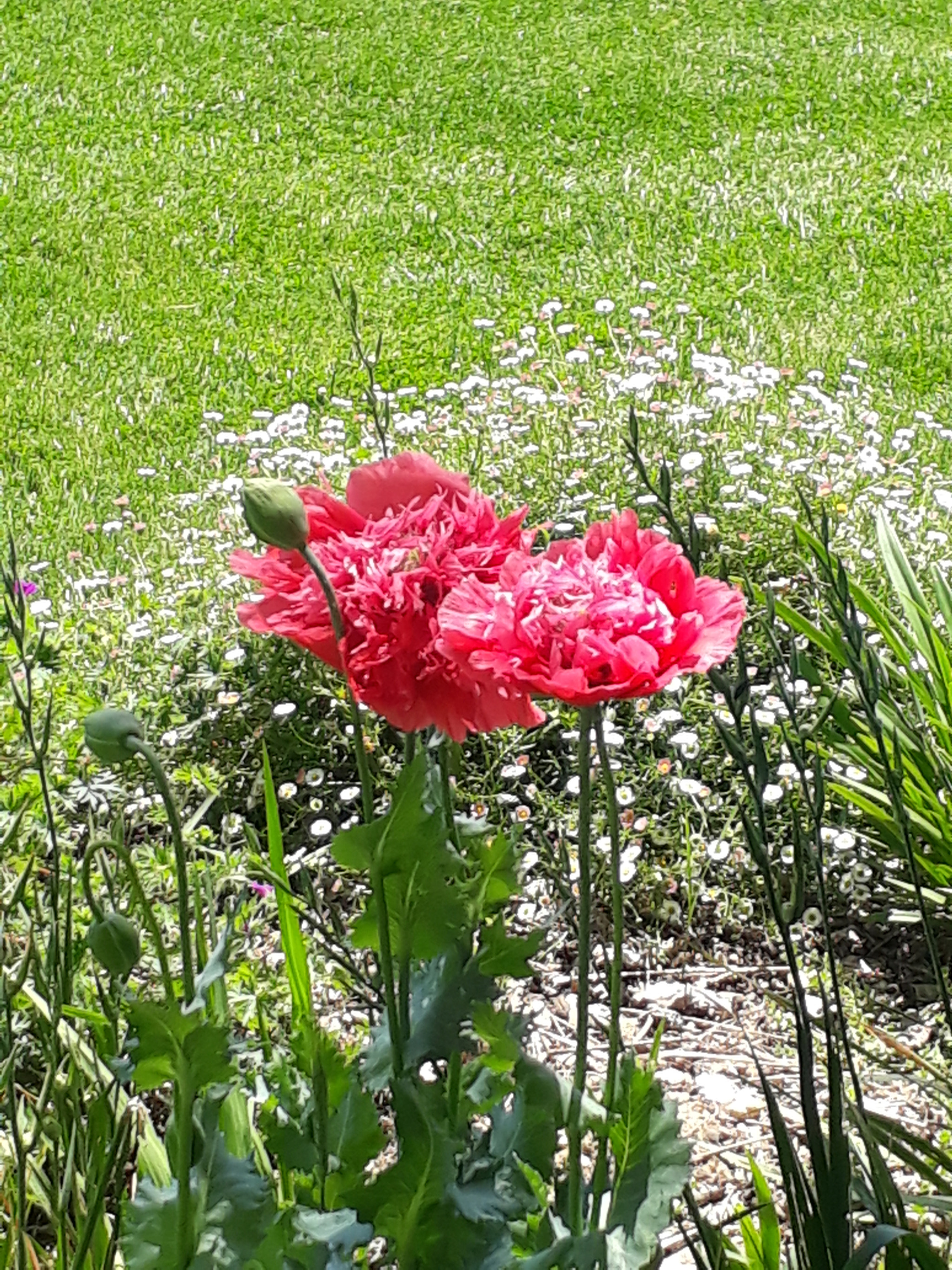 Samsung Galaxy A3(2017) sample photo