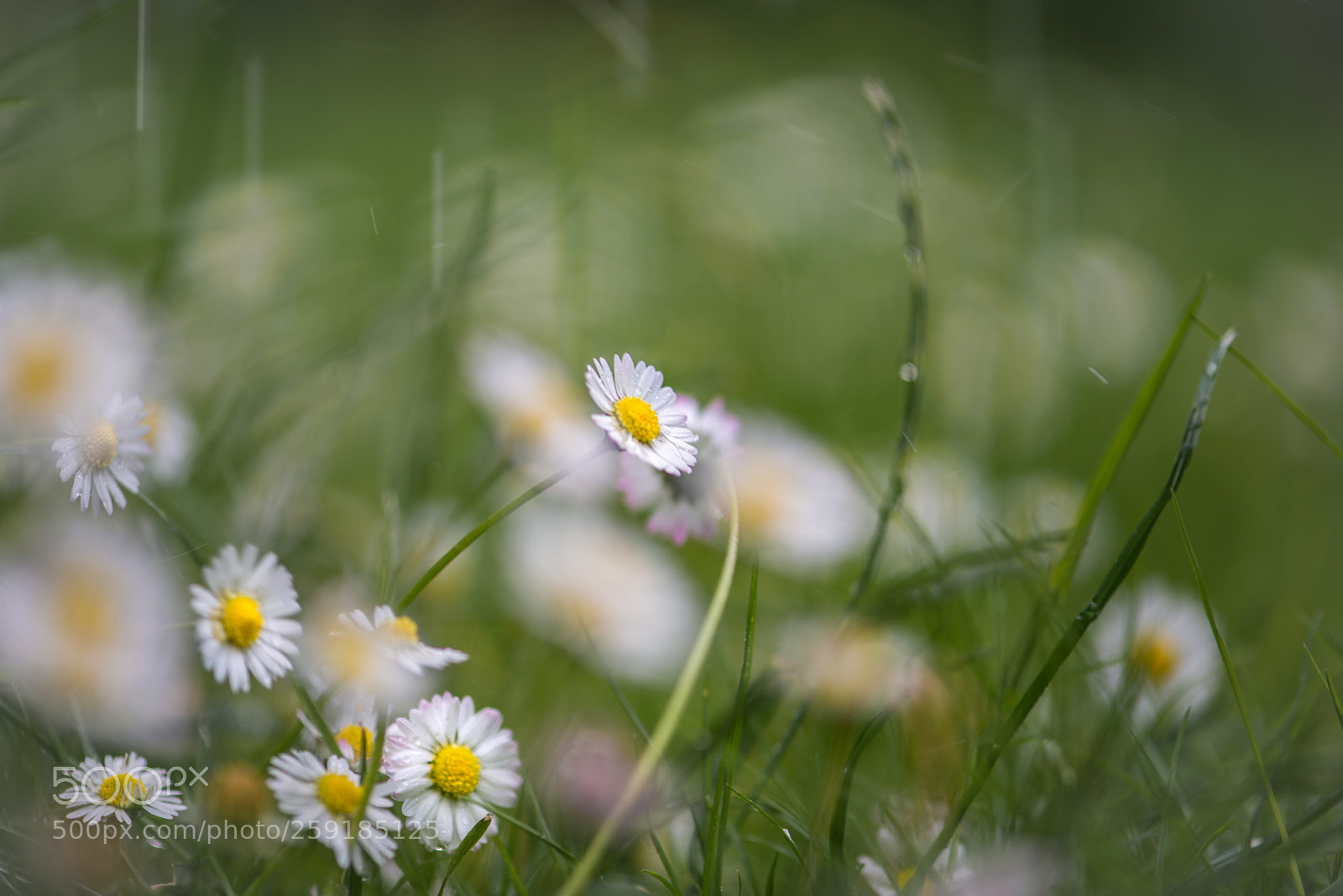 Nikon D800 sample photo. Daisies in the rain photography