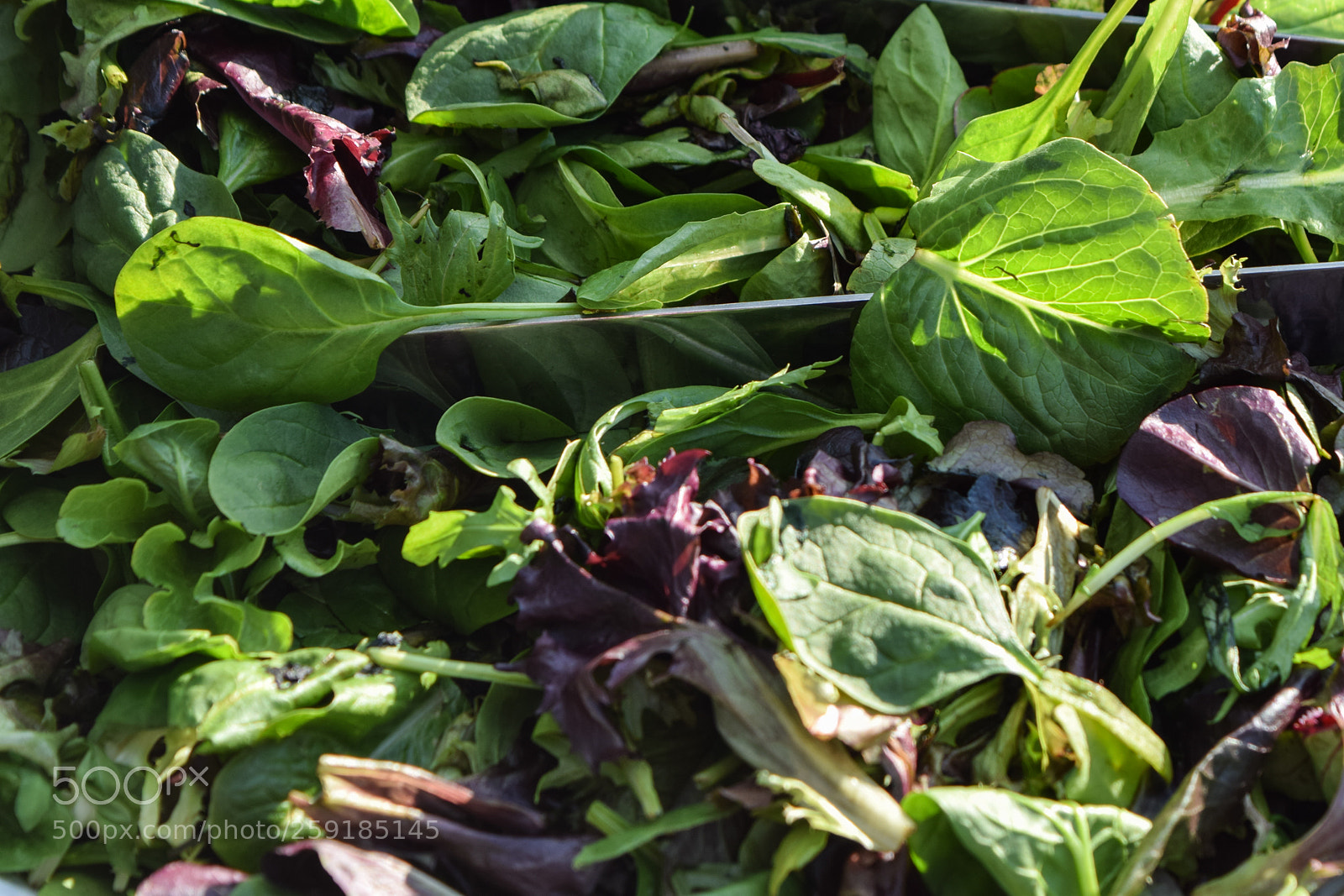 Nikon D5300 sample photo. Future salad photography