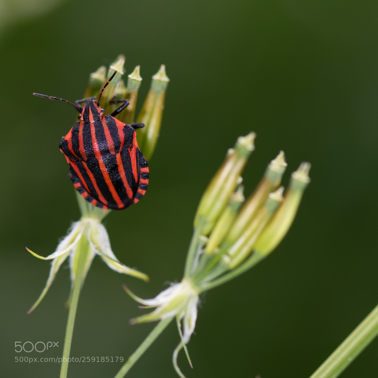 Nikon D810 sample photo. Streifenwanze photography