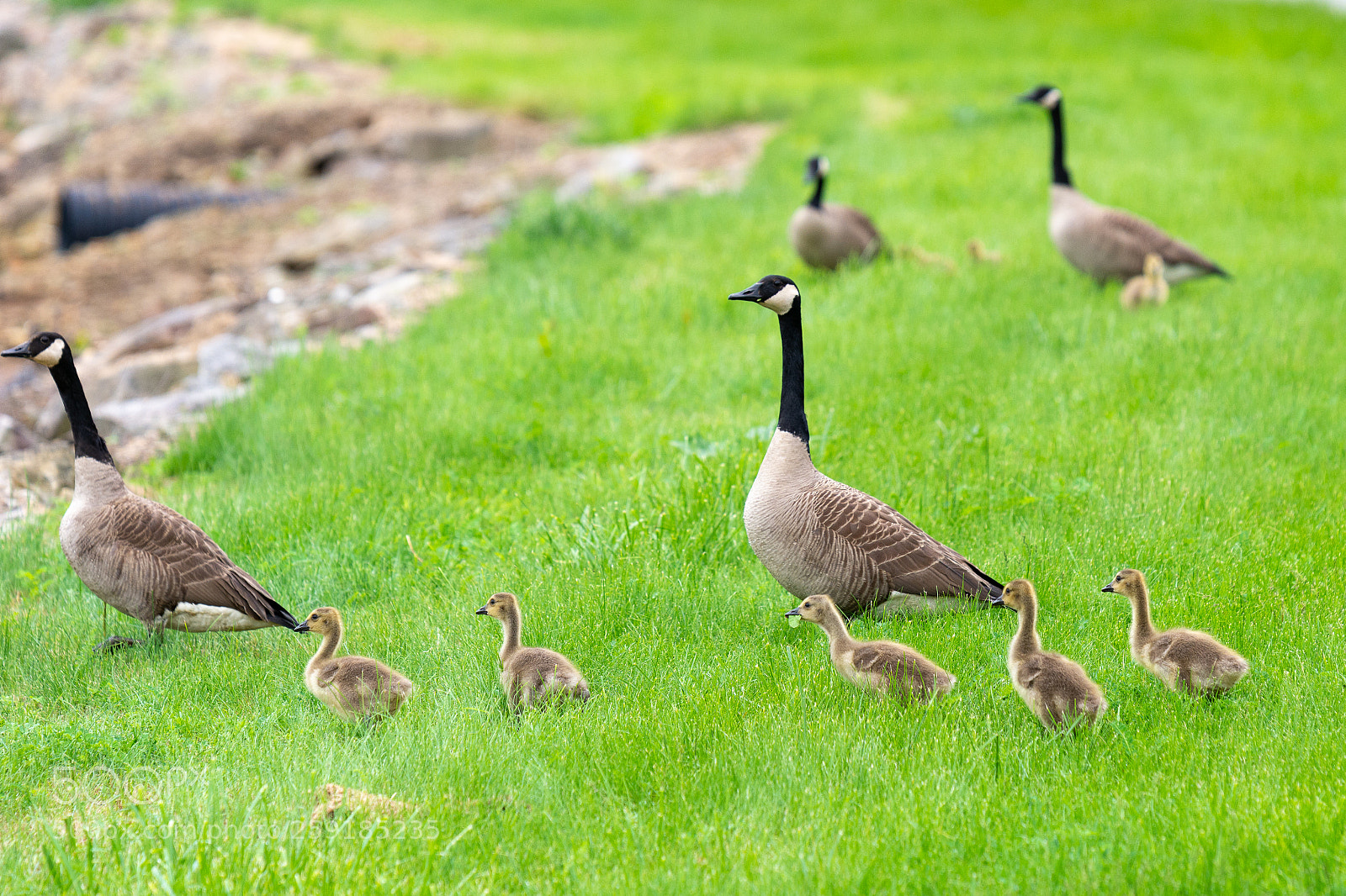 Nikon D7100 sample photo. Gosling time photography