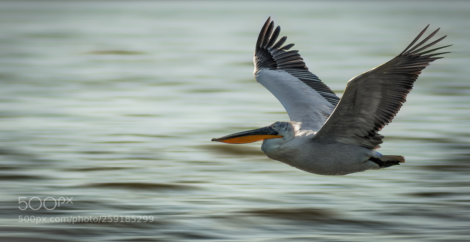 Nikon D7200 sample photo. Speed (dalmatian pelican) photography