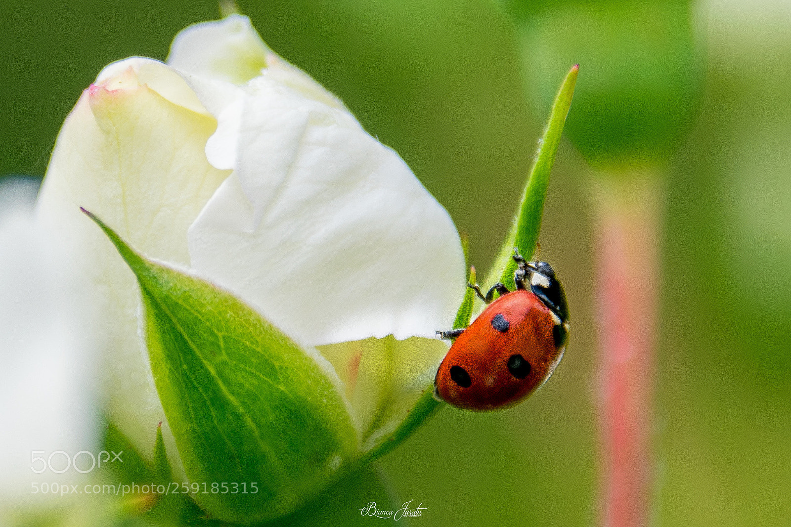 Nikon D3300 sample photo. Ladybug photography