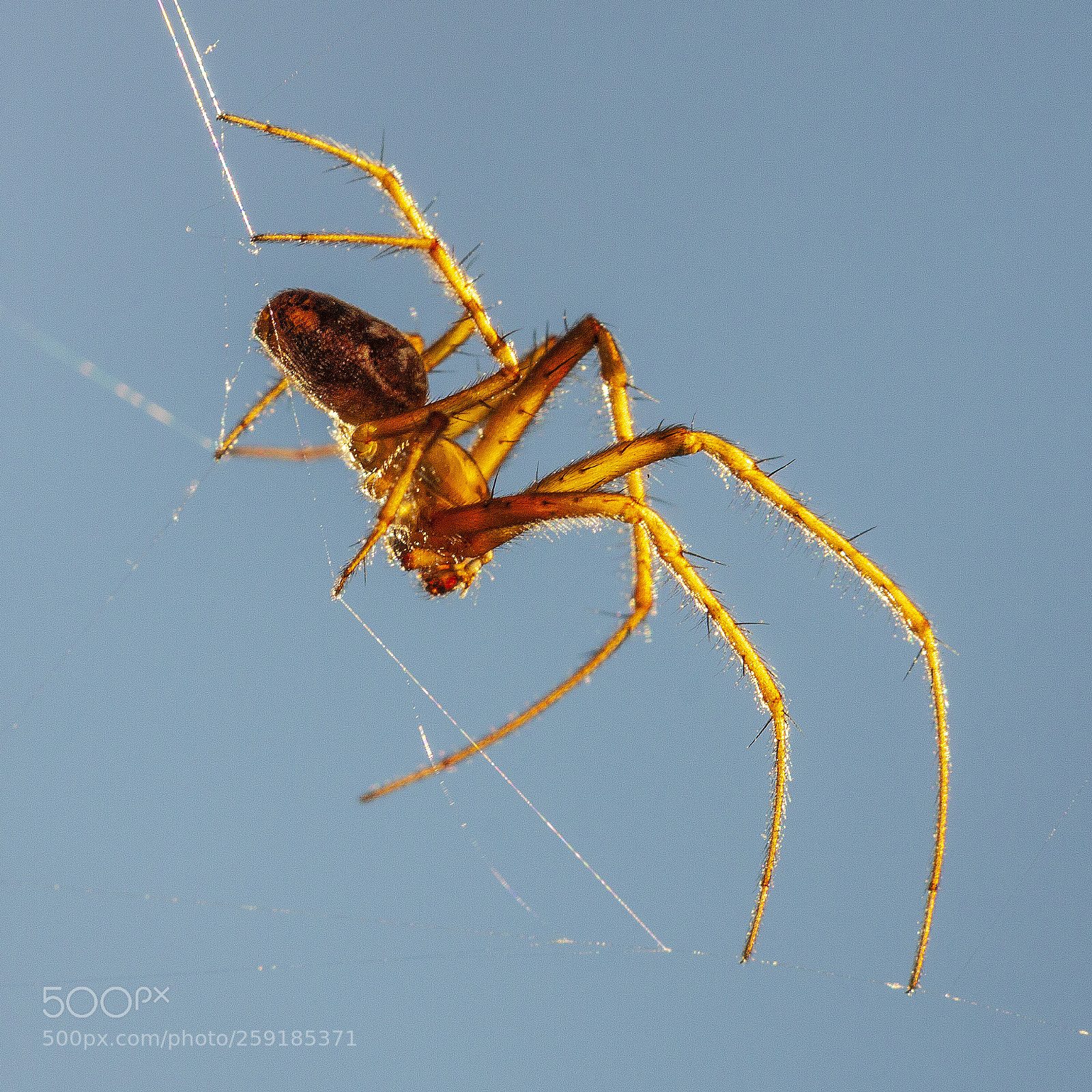 Canon EOS 50D sample photo. Golden spider photography