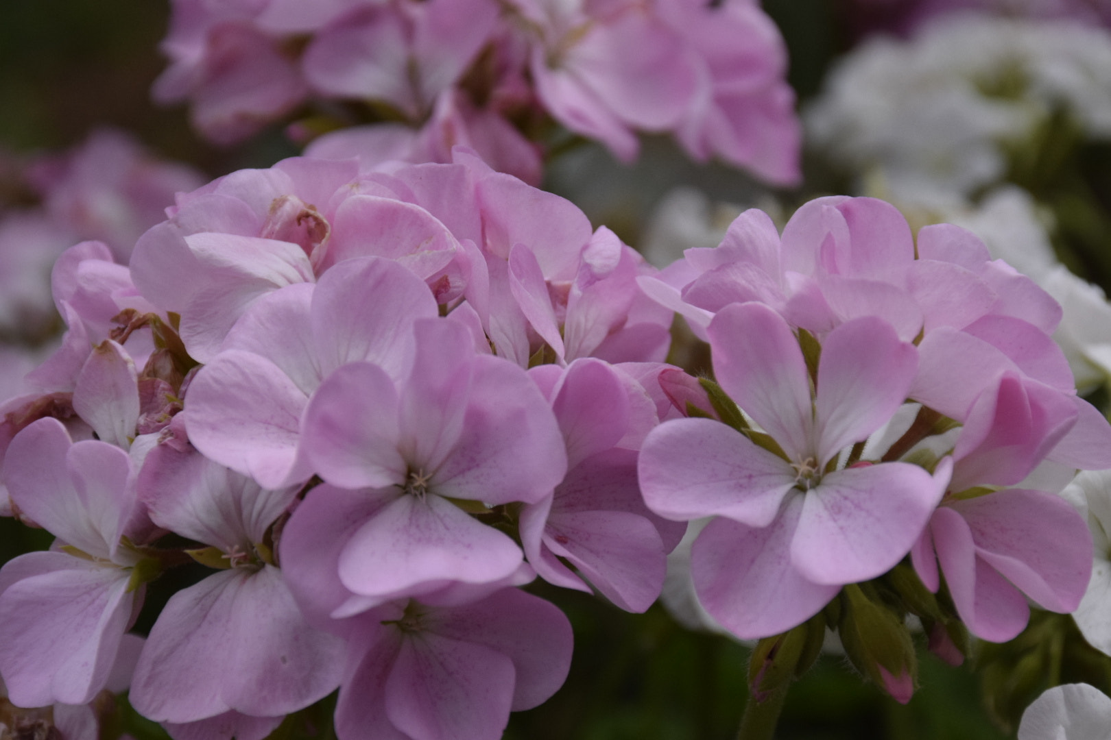 Nikon D5300 sample photo