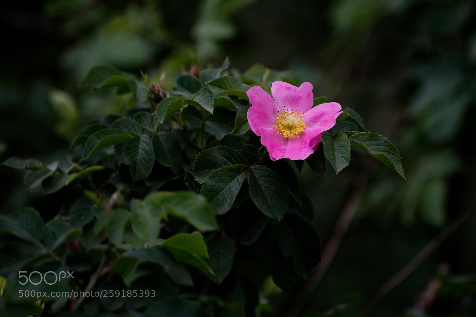 Nikon D750 sample photo. Wild rosse photography