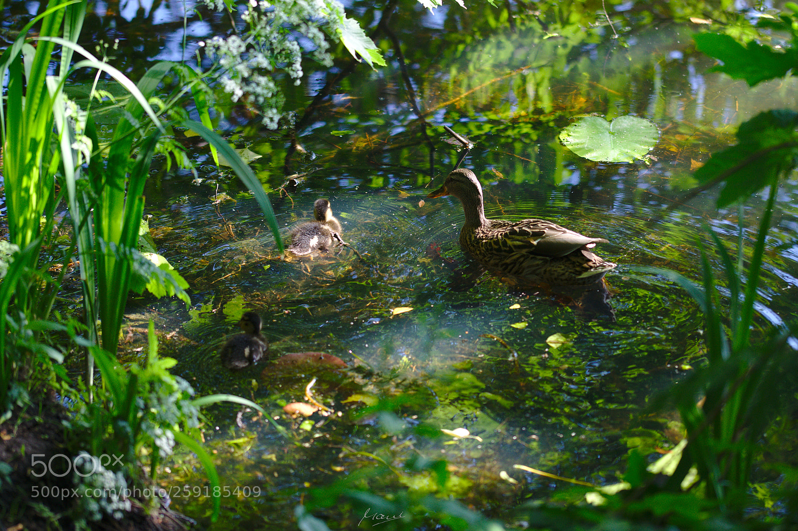 Nikon D90 sample photo. Peaceful swim photography