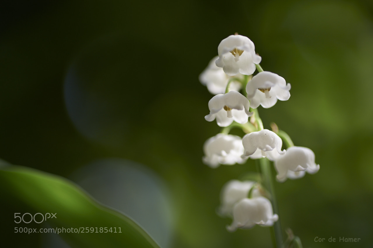 Sony SLT-A99V sample photo. Hidden in green photography