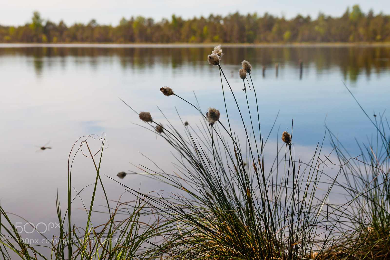 Canon EOS 500D (EOS Rebel T1i / EOS Kiss X3) sample photo. On the lake shore photography