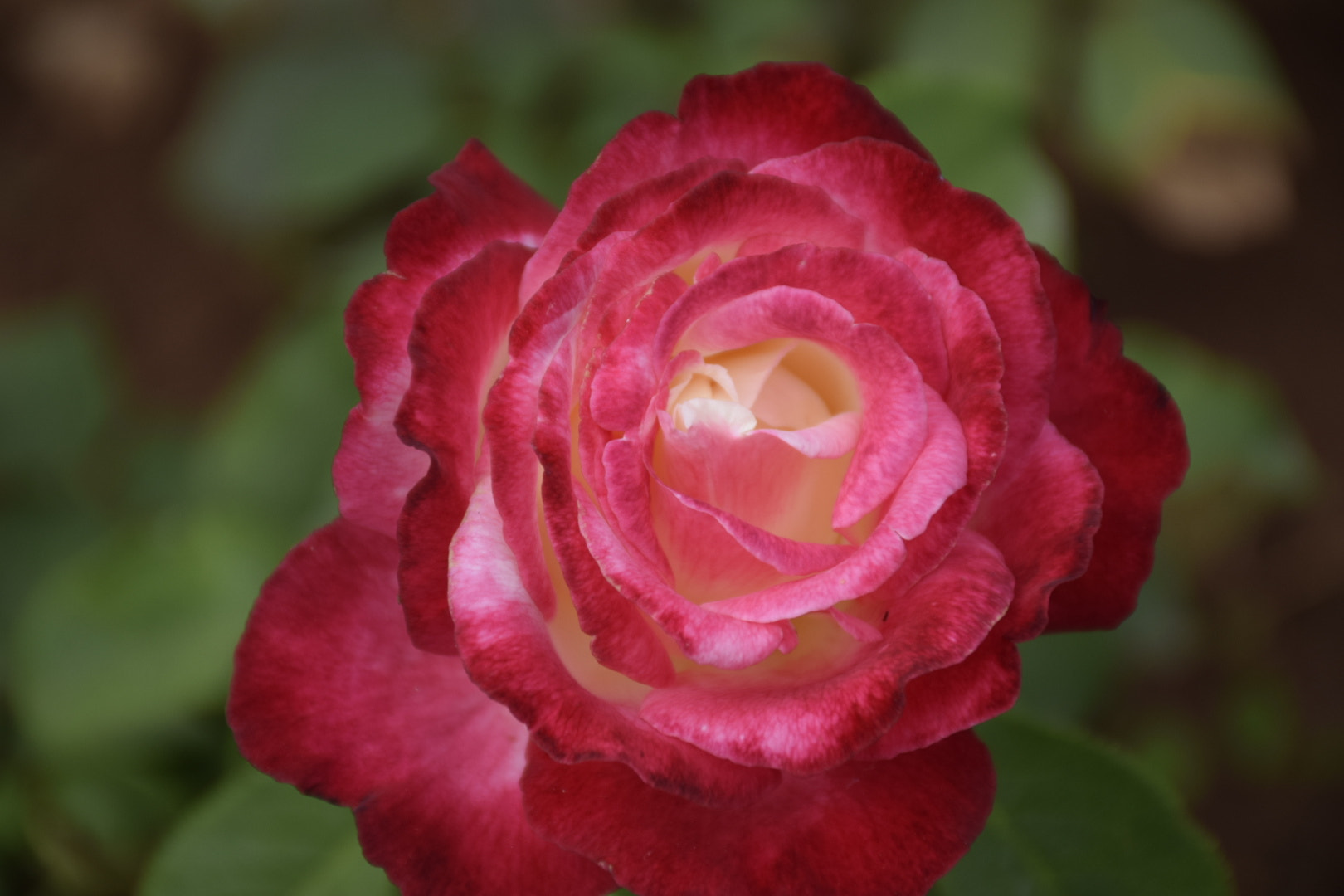 Nikon D5300 sample photo