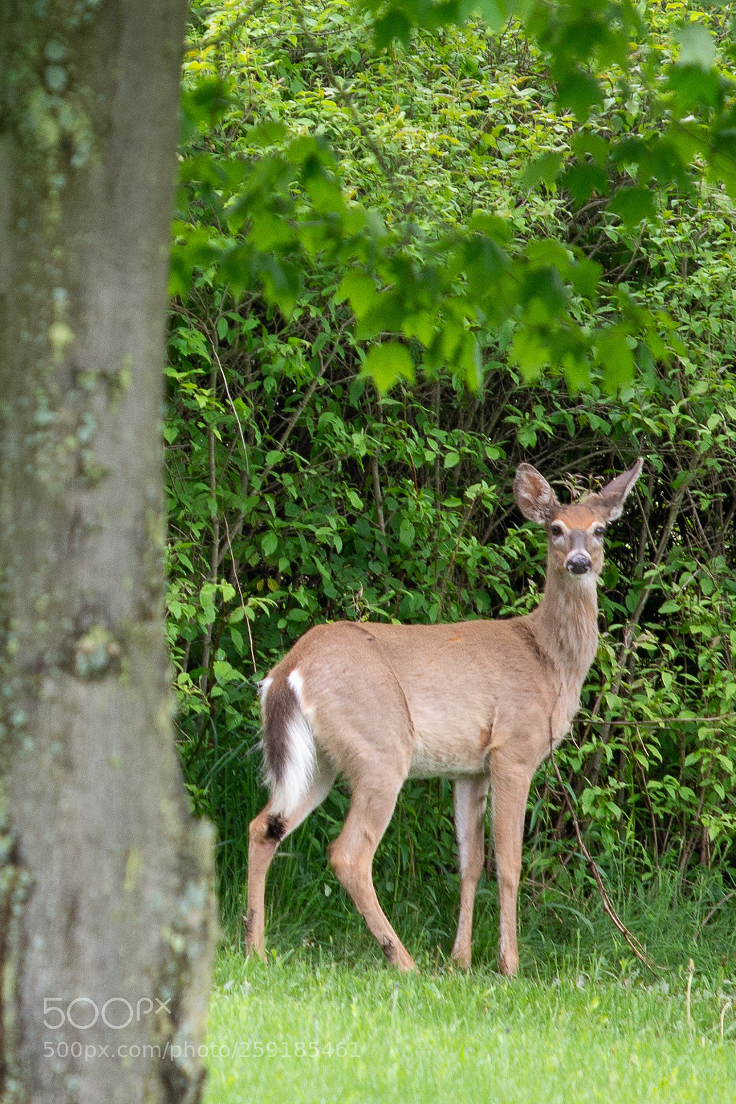 Nikon D7100 sample photo. Treeside photography