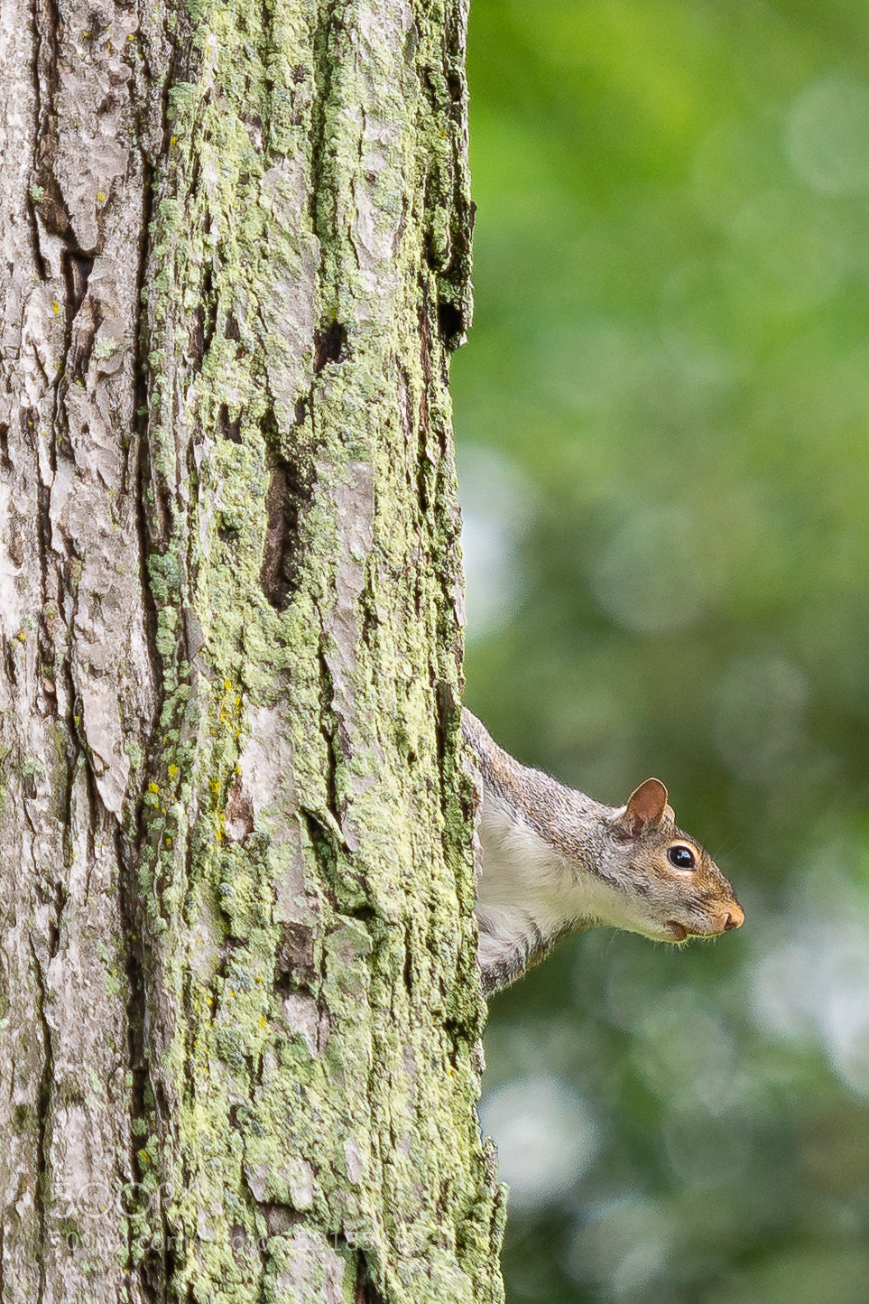 Nikon D7100 sample photo. Treeside photography