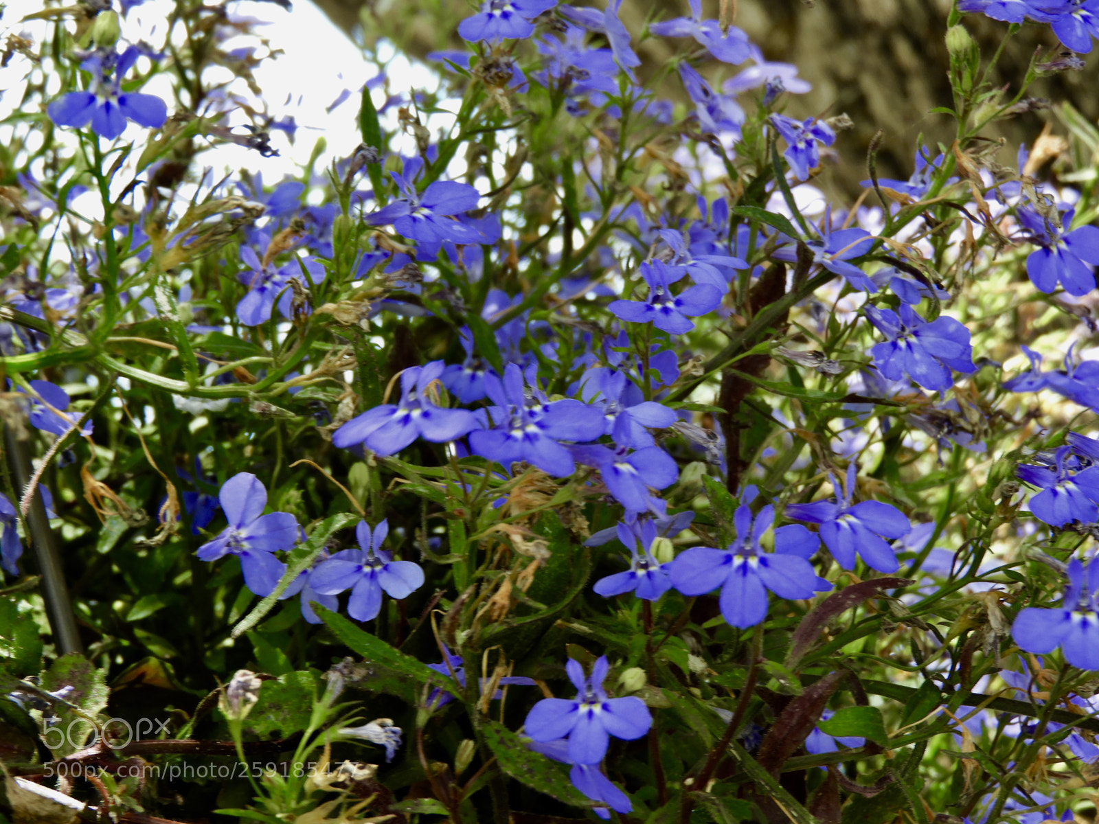 Nikon Coolpix B700 sample photo. Lobelia flowers photography