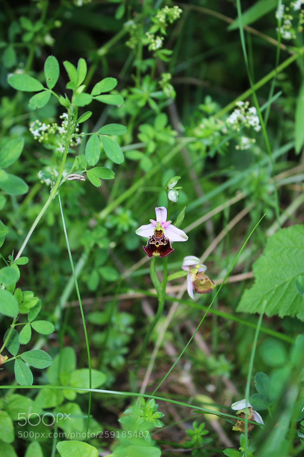 Canon EOS 100D (EOS Rebel SL1 / EOS Kiss X7) sample photo. Ophrys fuciflora photography