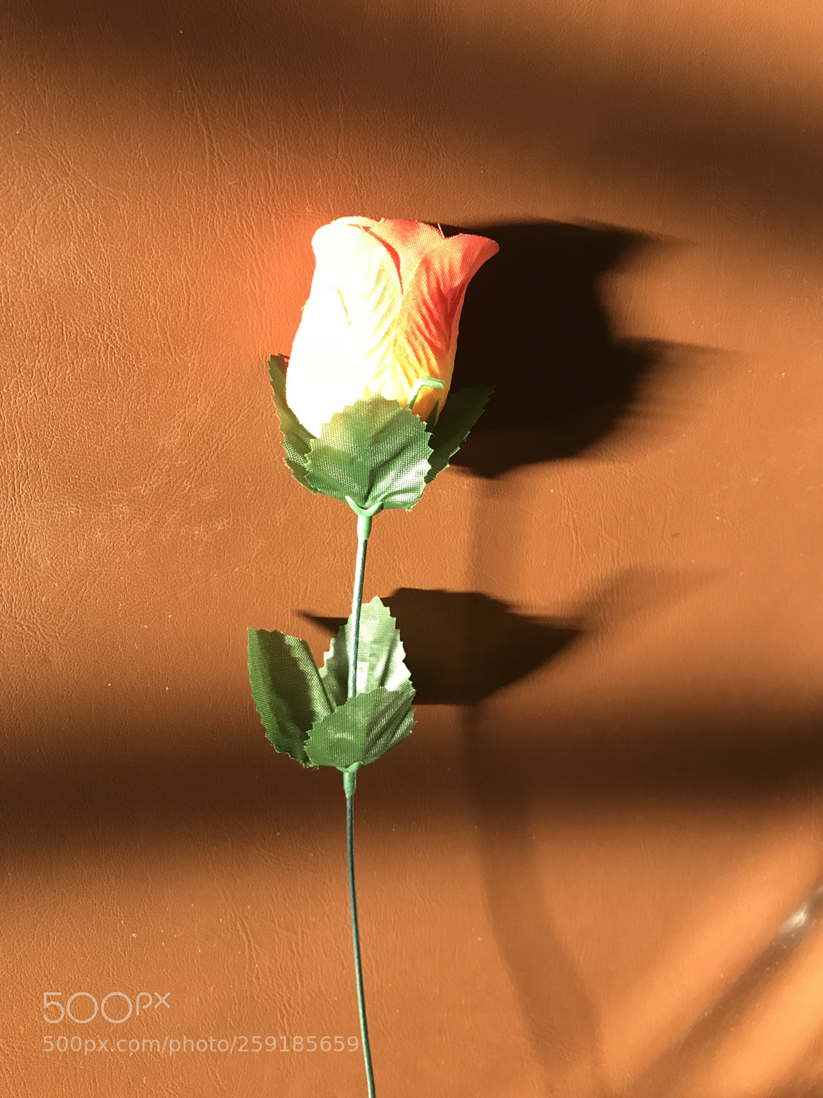 Apple iPhone 7 sample photo. The rose, the light photography