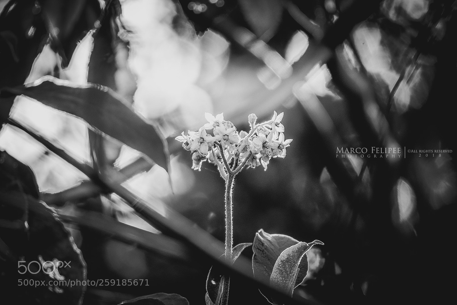 Sony a7S II sample photo. Noir #115 photography