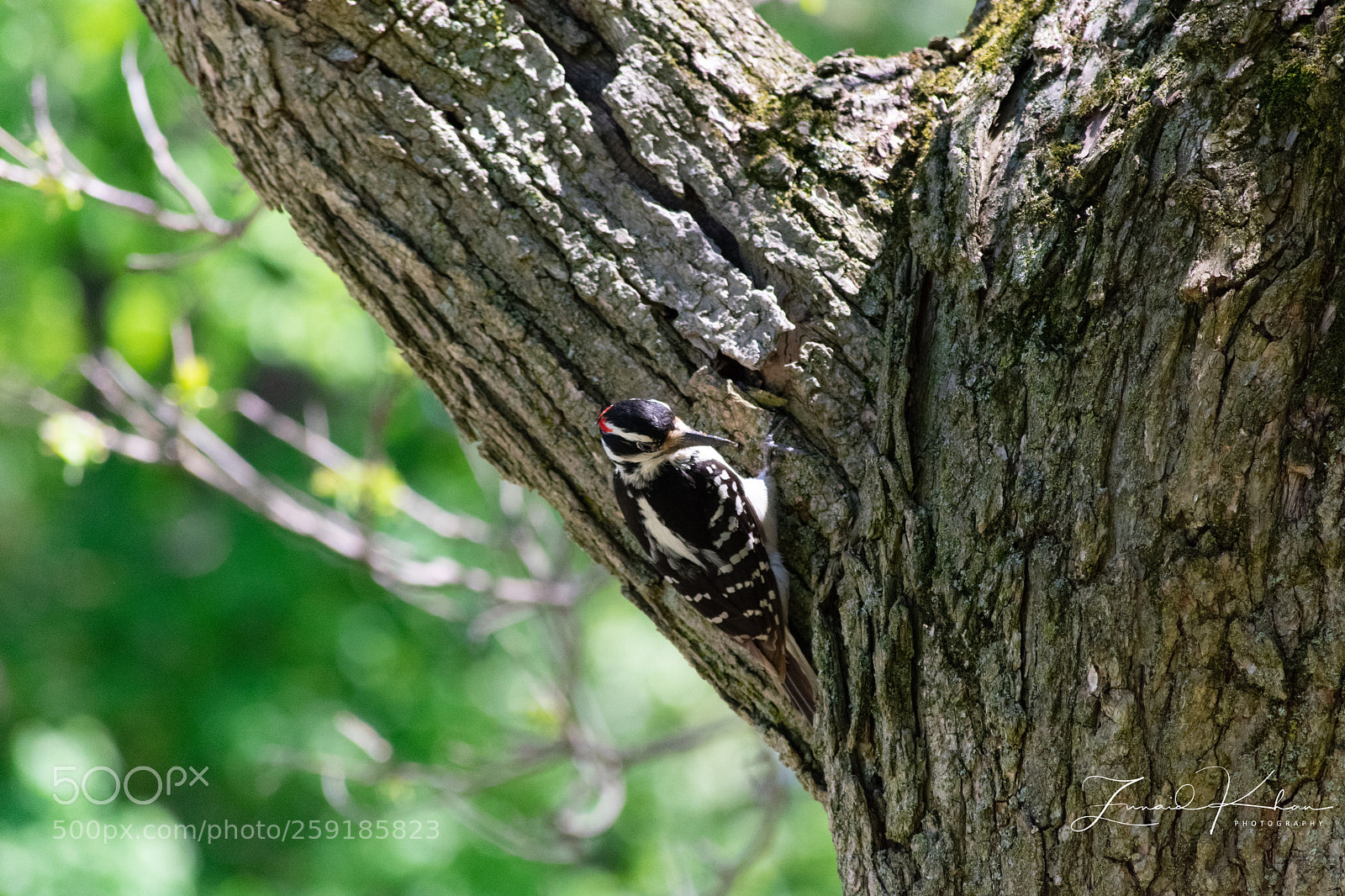 Nikon D3400 sample photo. Woodpecker  photography