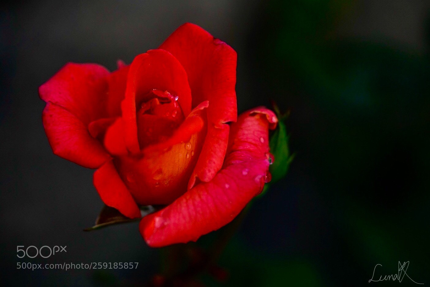 Sony a7R II sample photo. When you look at photography