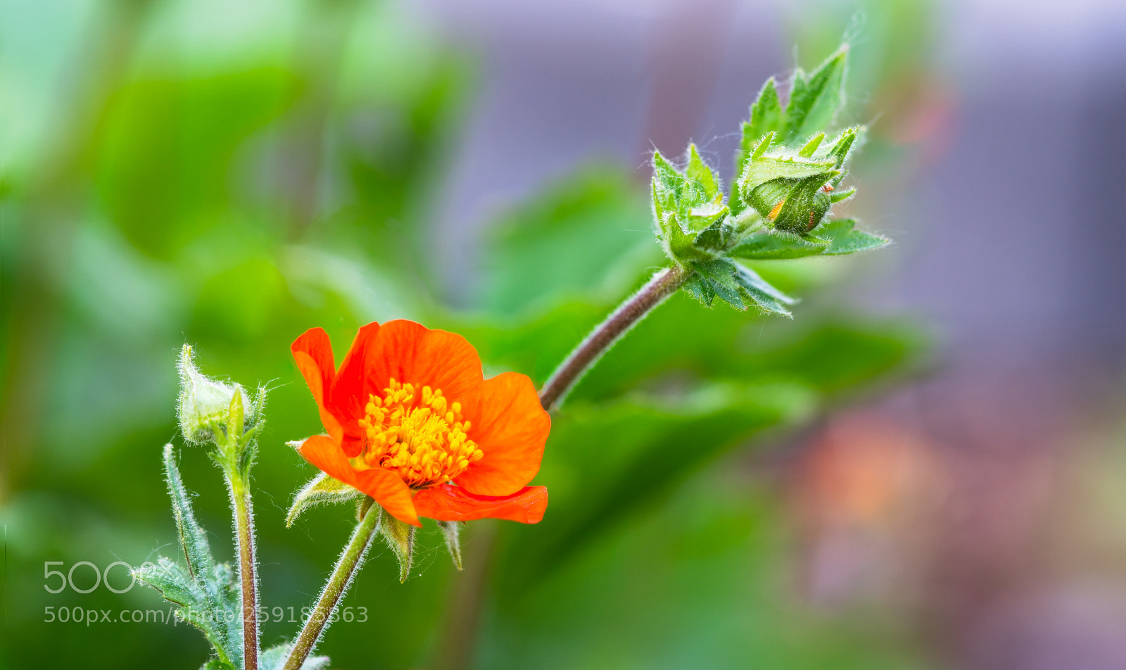 Sony a6300 sample photo. Geum coccineum flower photography