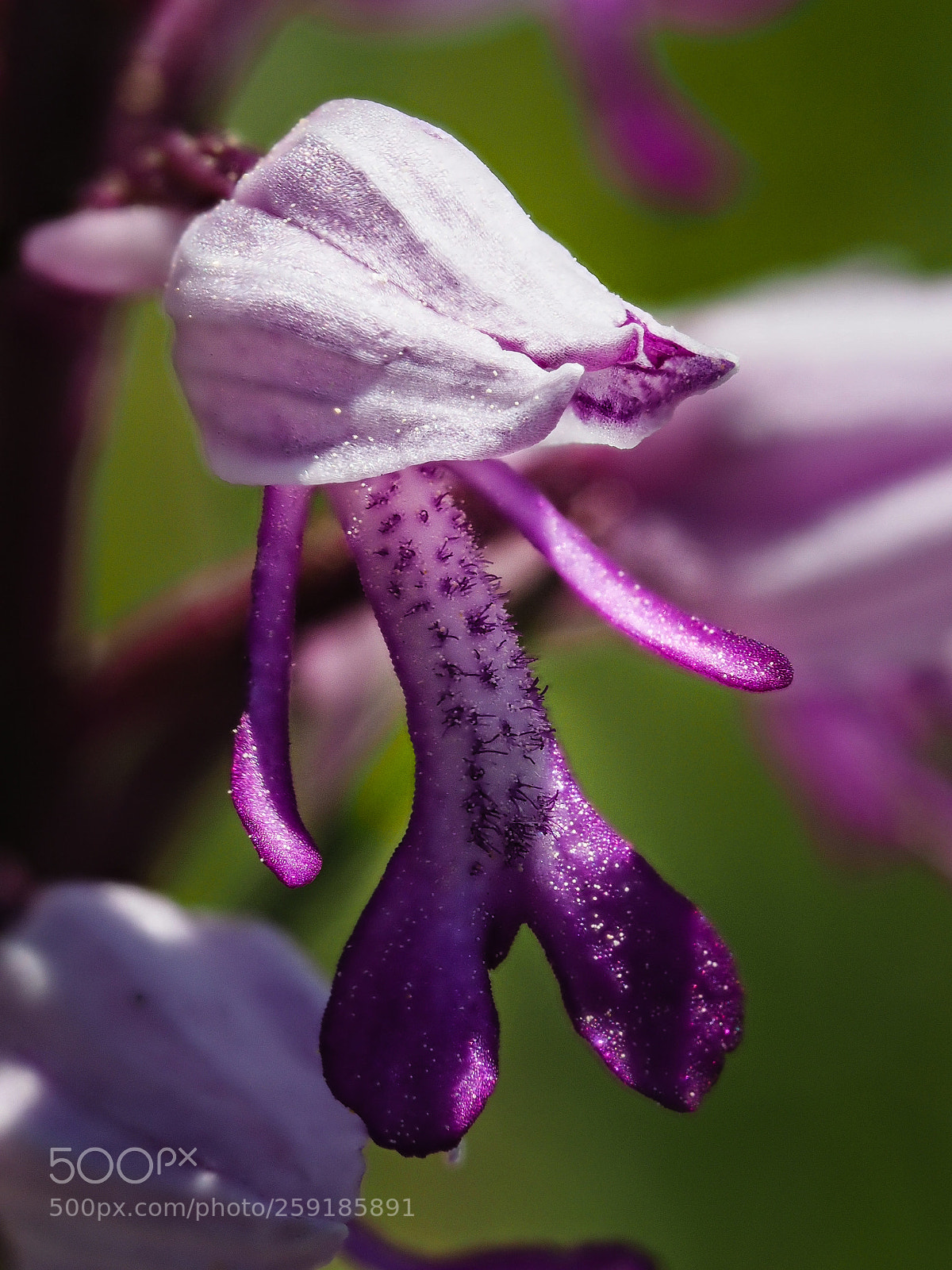 Olympus OM-D E-M1 sample photo. Orchis militaris 3 photography